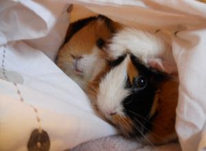 Guinea Pigs