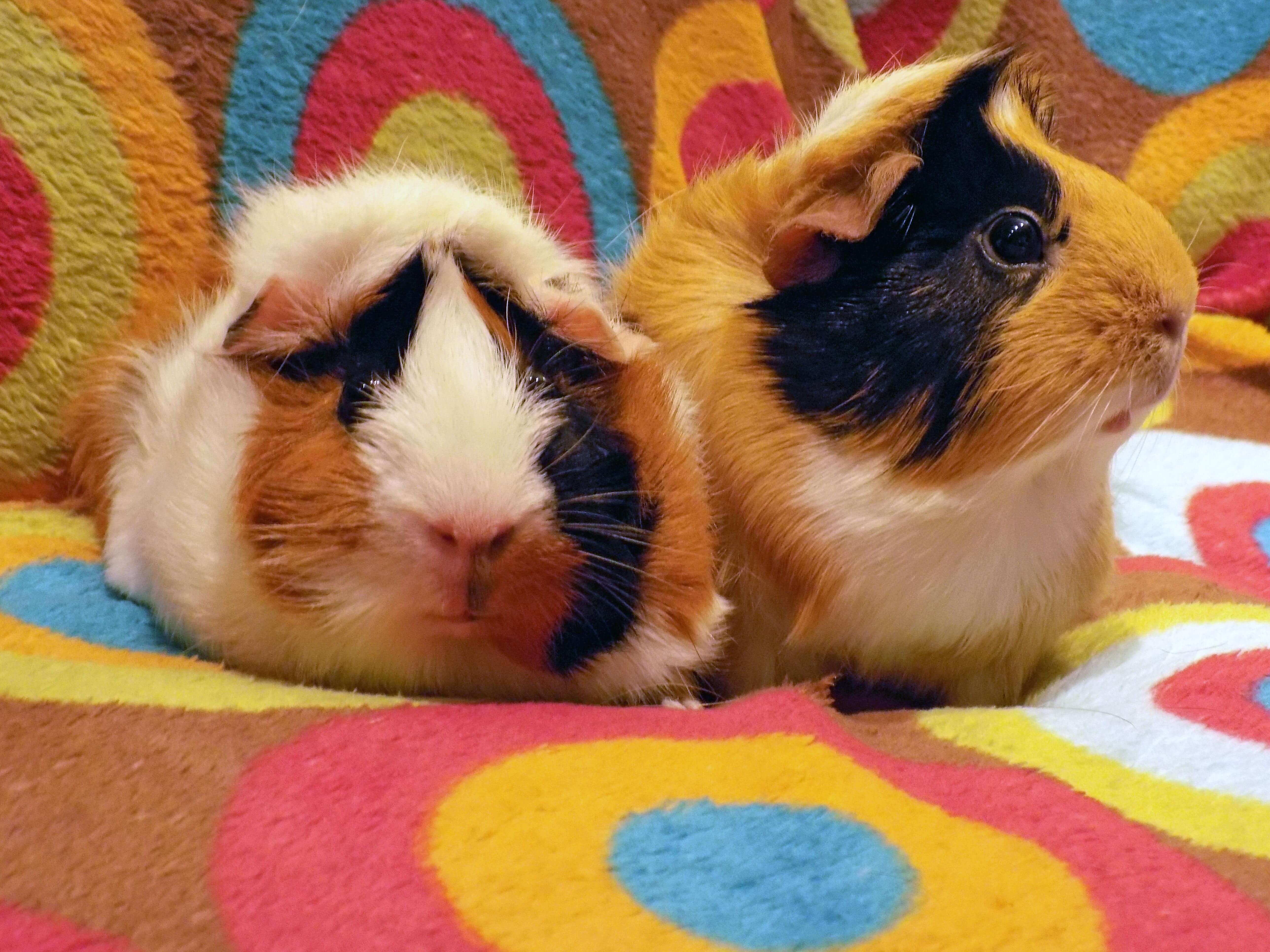 Psychedelic Guinea Pigs