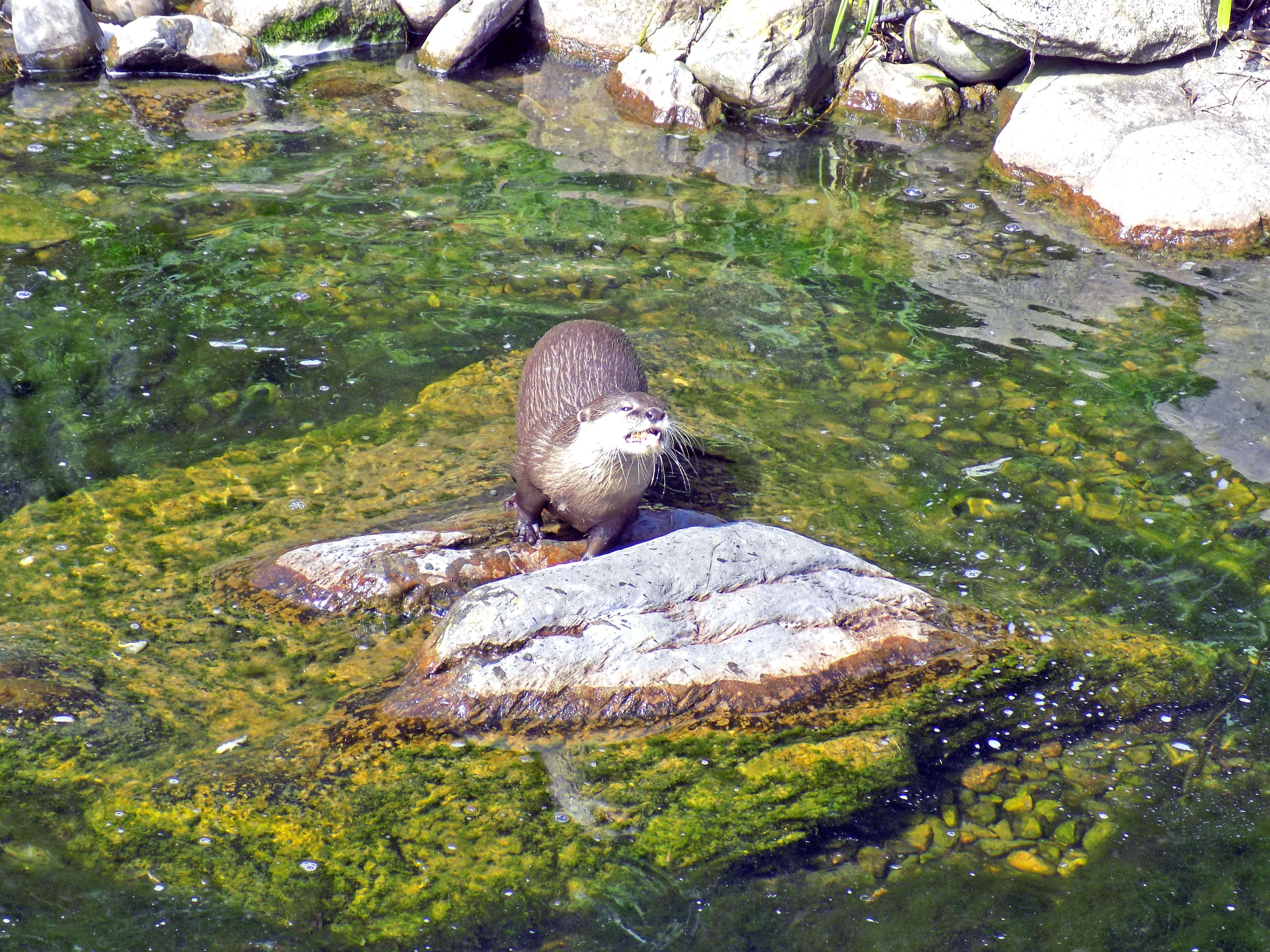 Lonely Otter