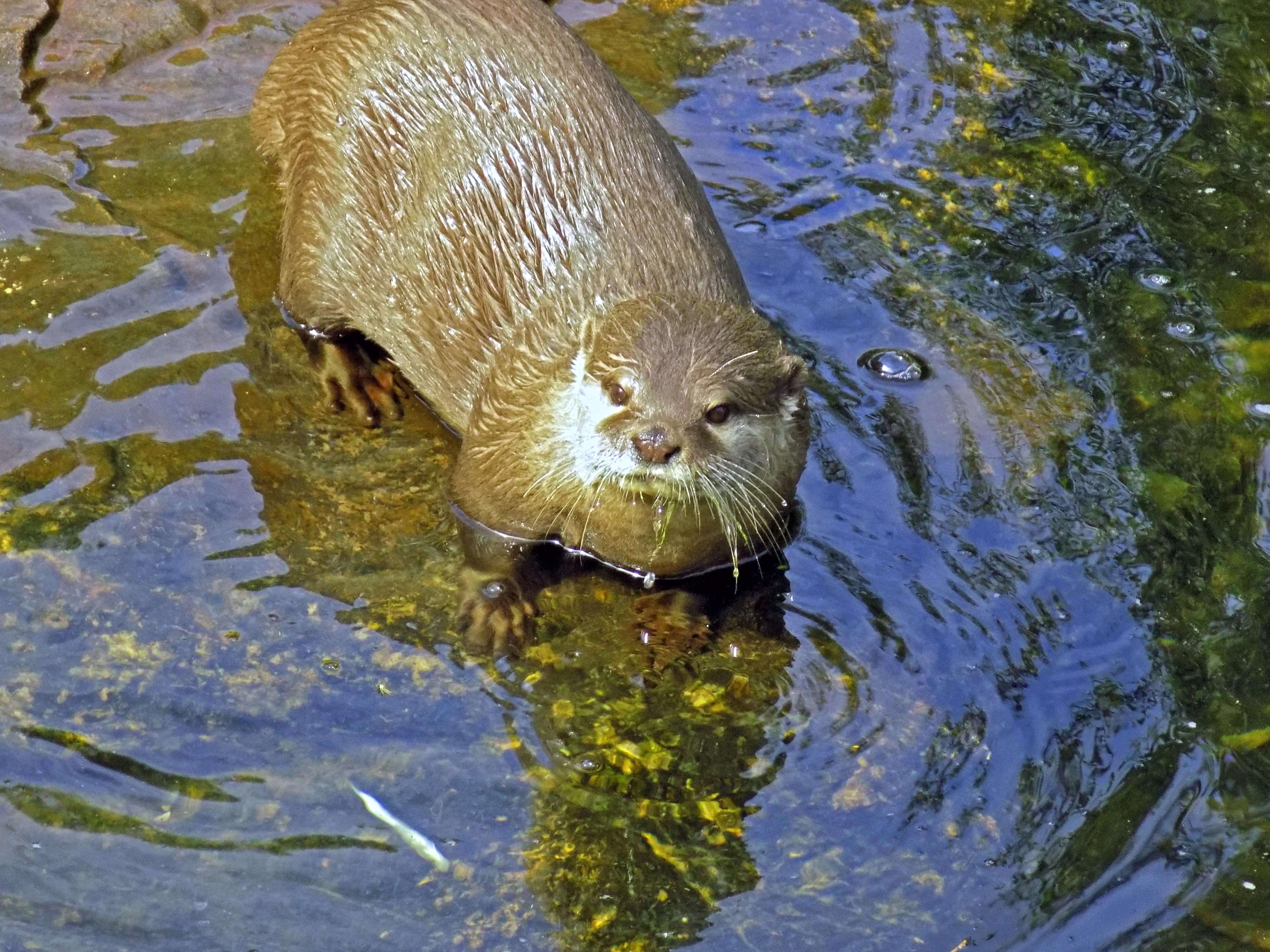 Otter
