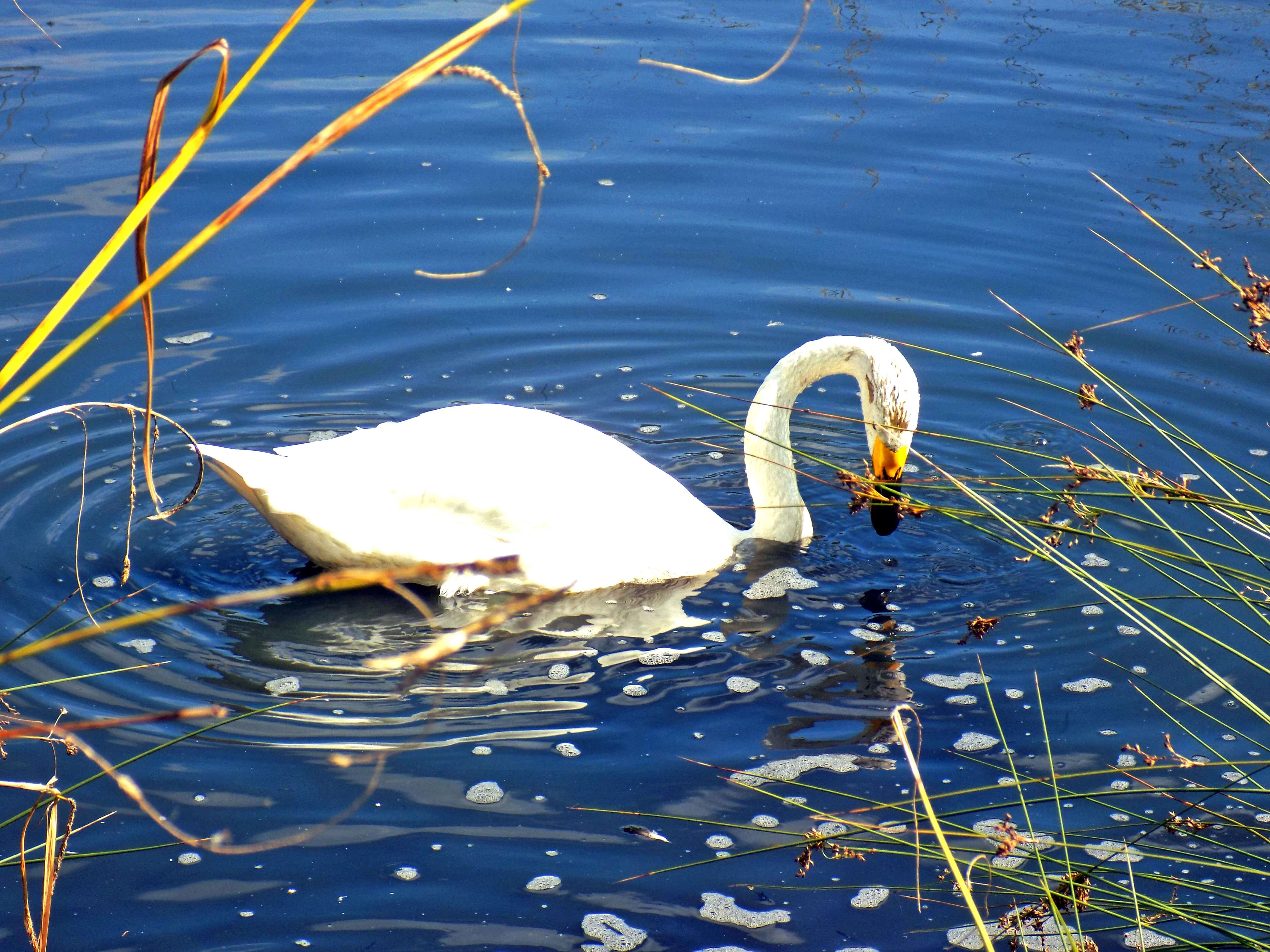 Swimming Swan