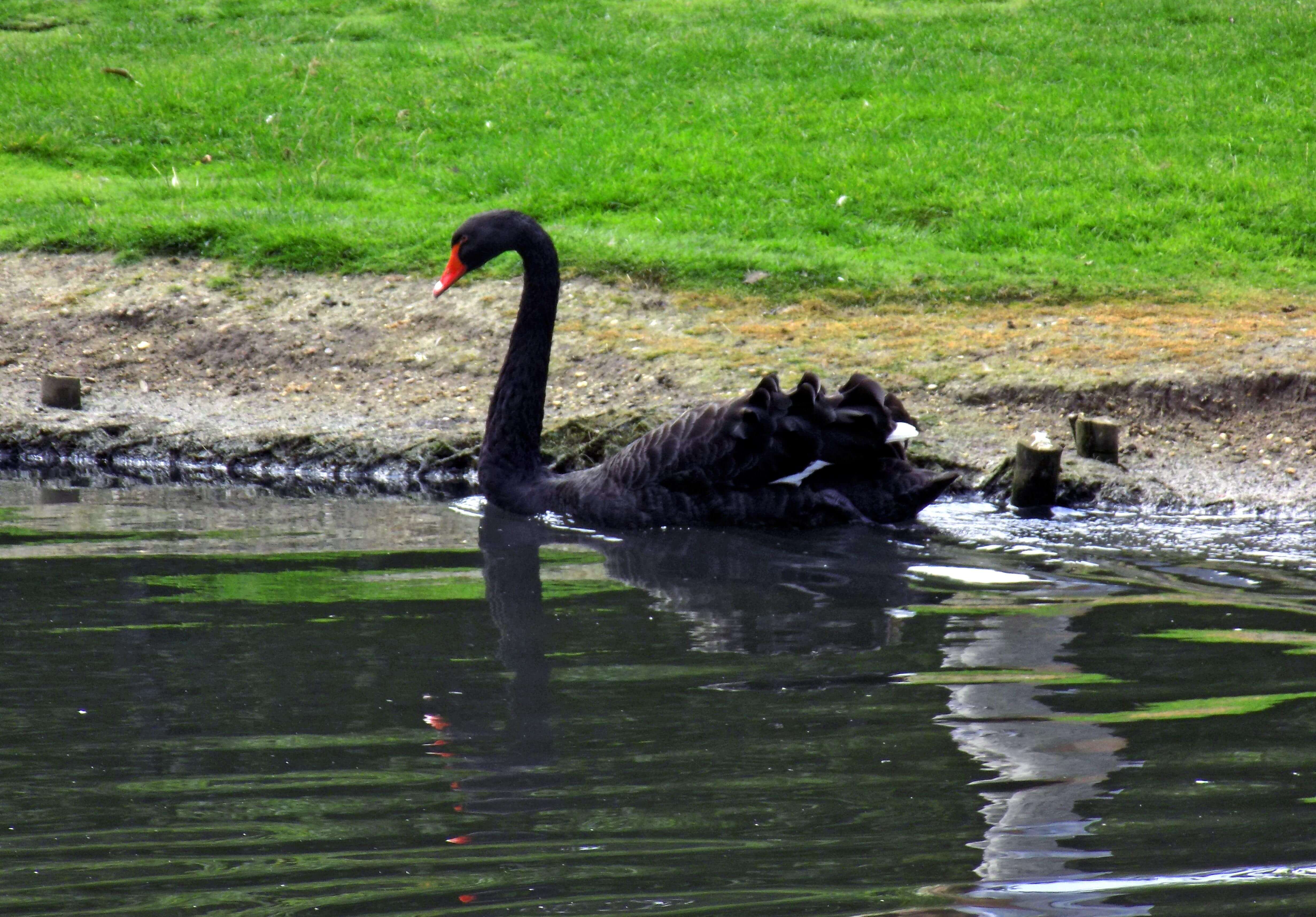 Black Swan