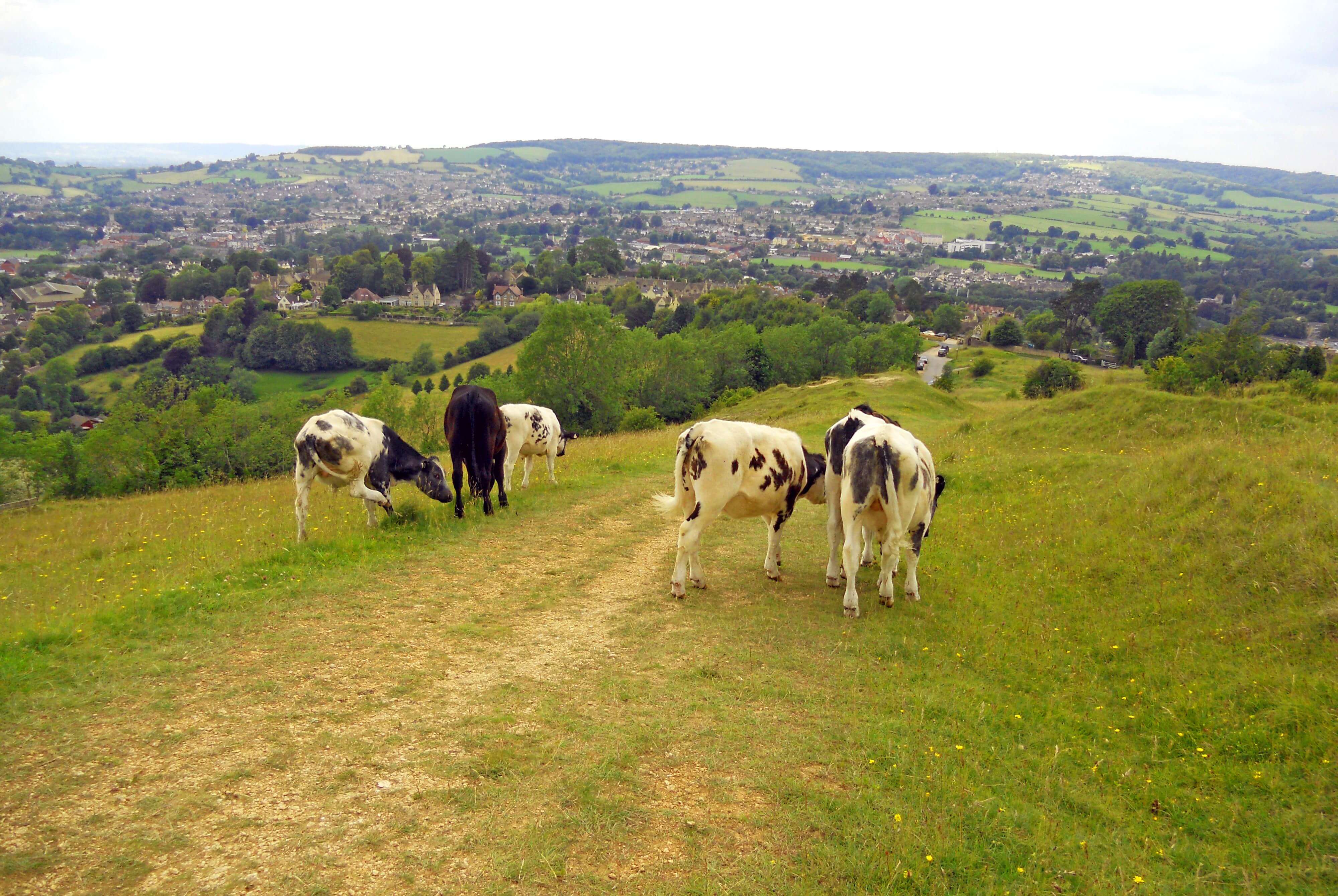 Cows in Stroud
