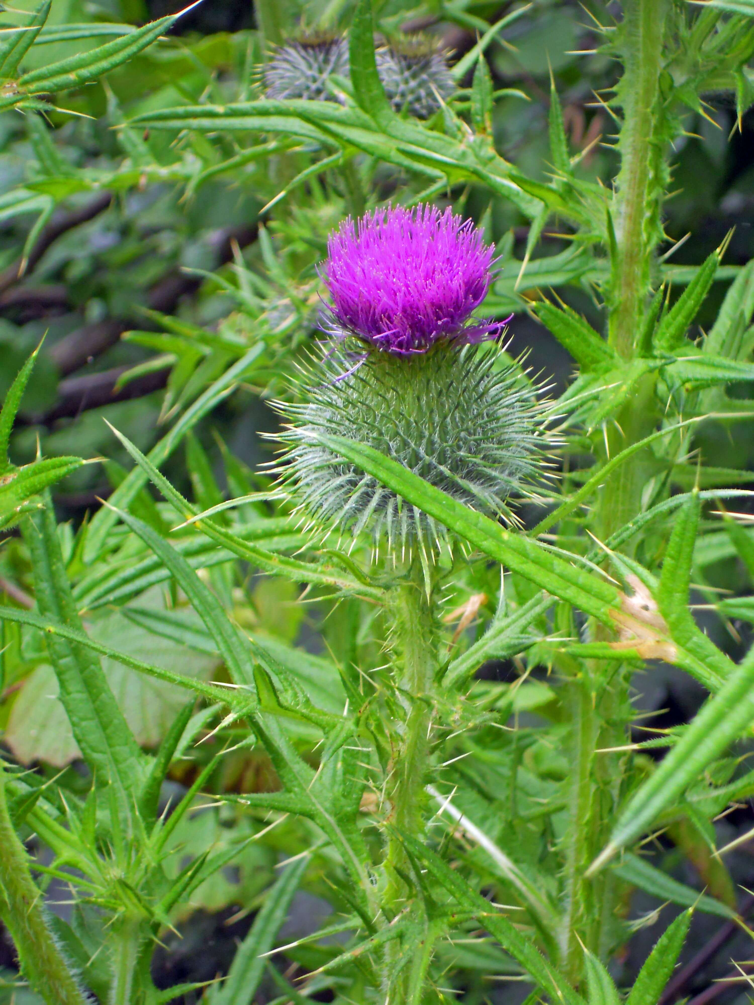 Spear Thistle