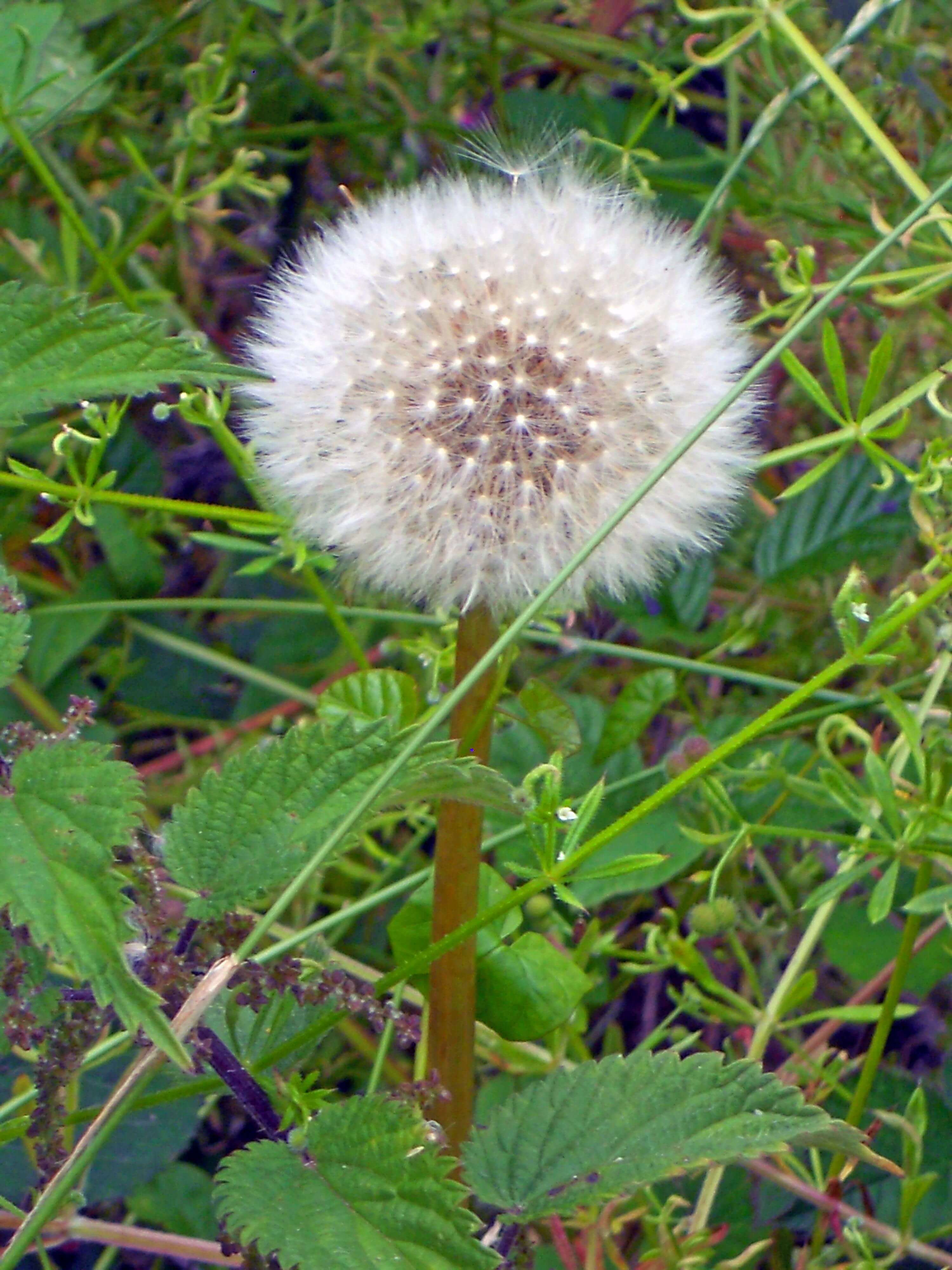 Dandilion