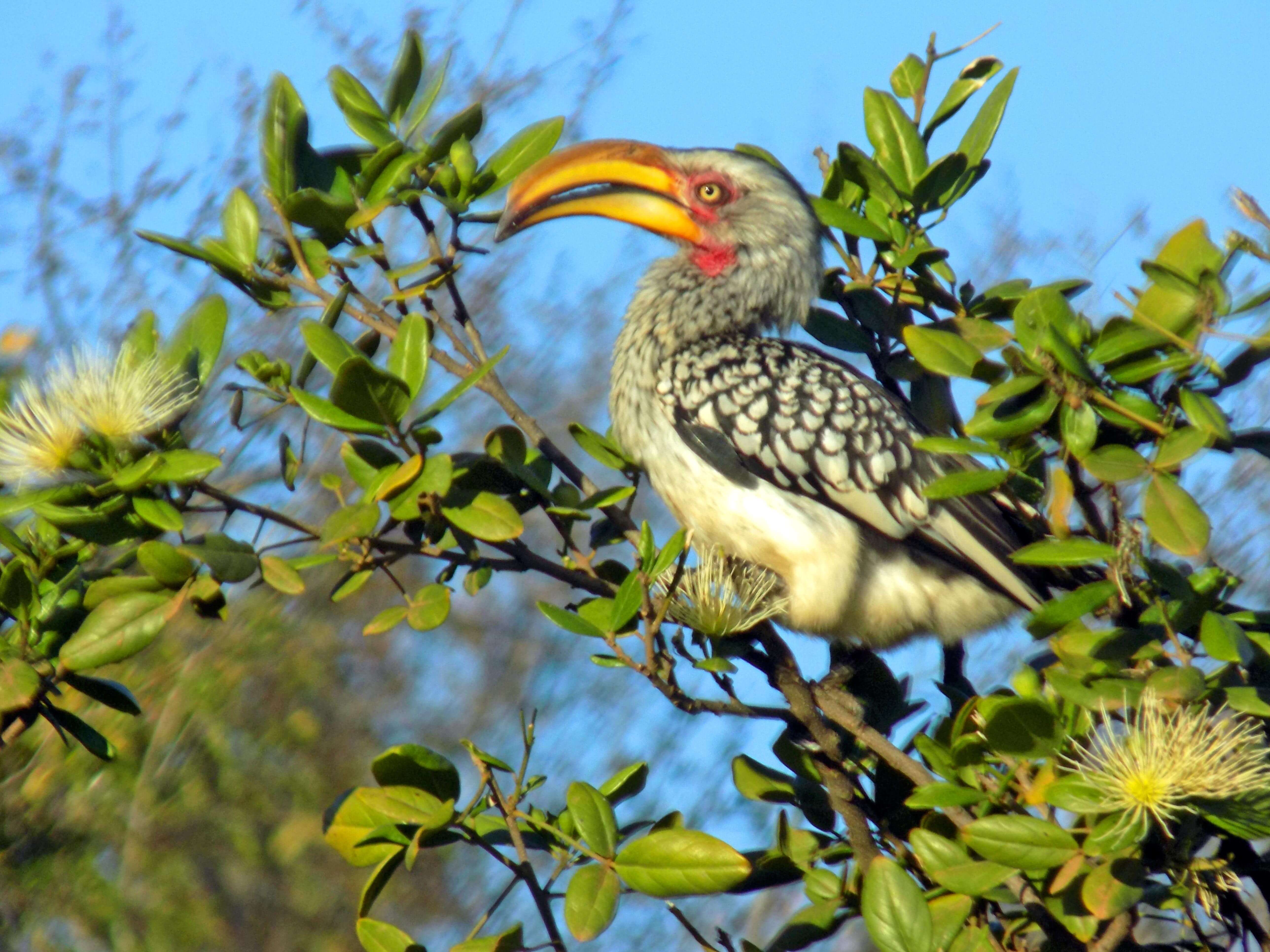 Southern Yellow-billed Hornbill