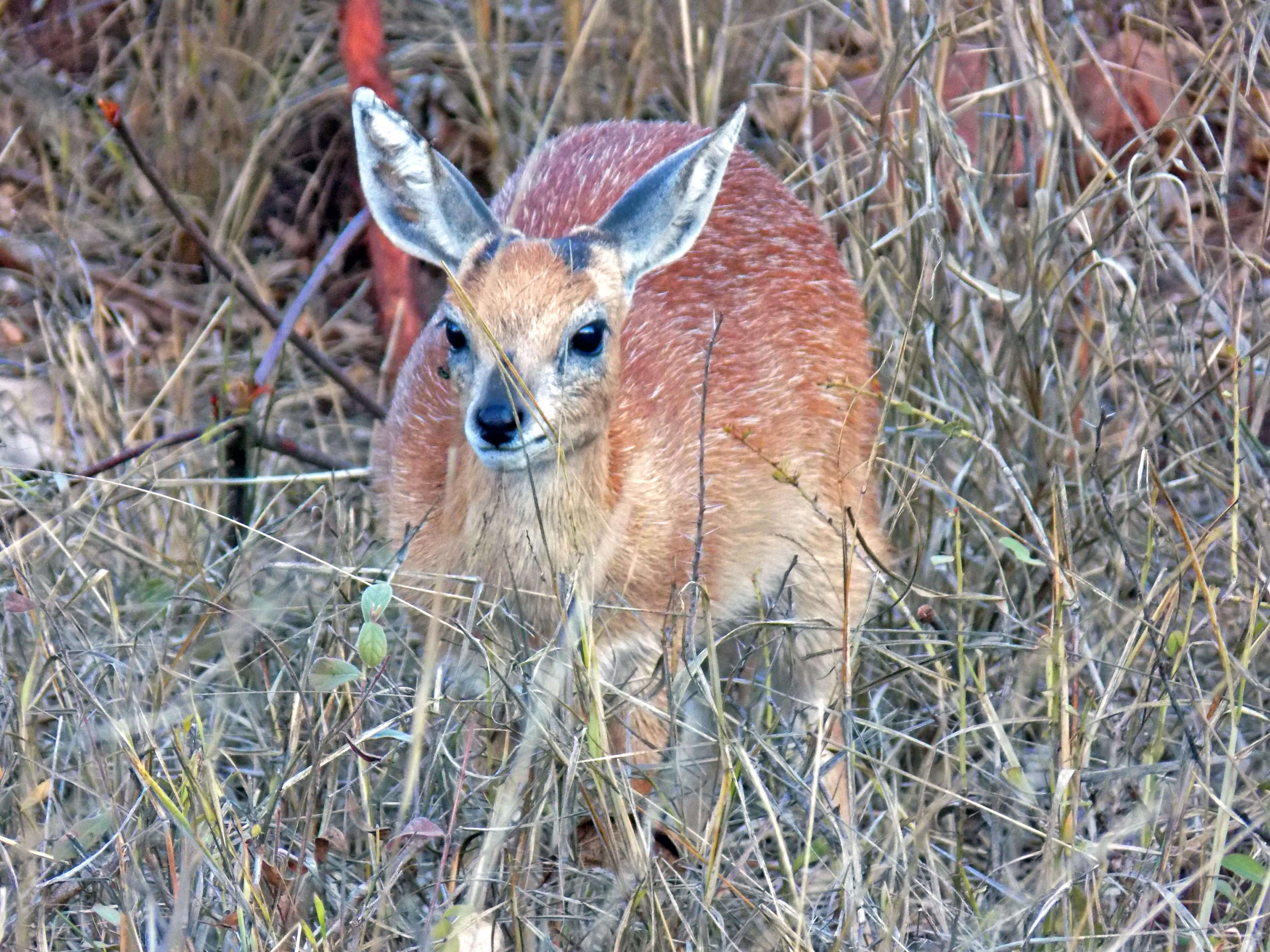 Bush Buck
