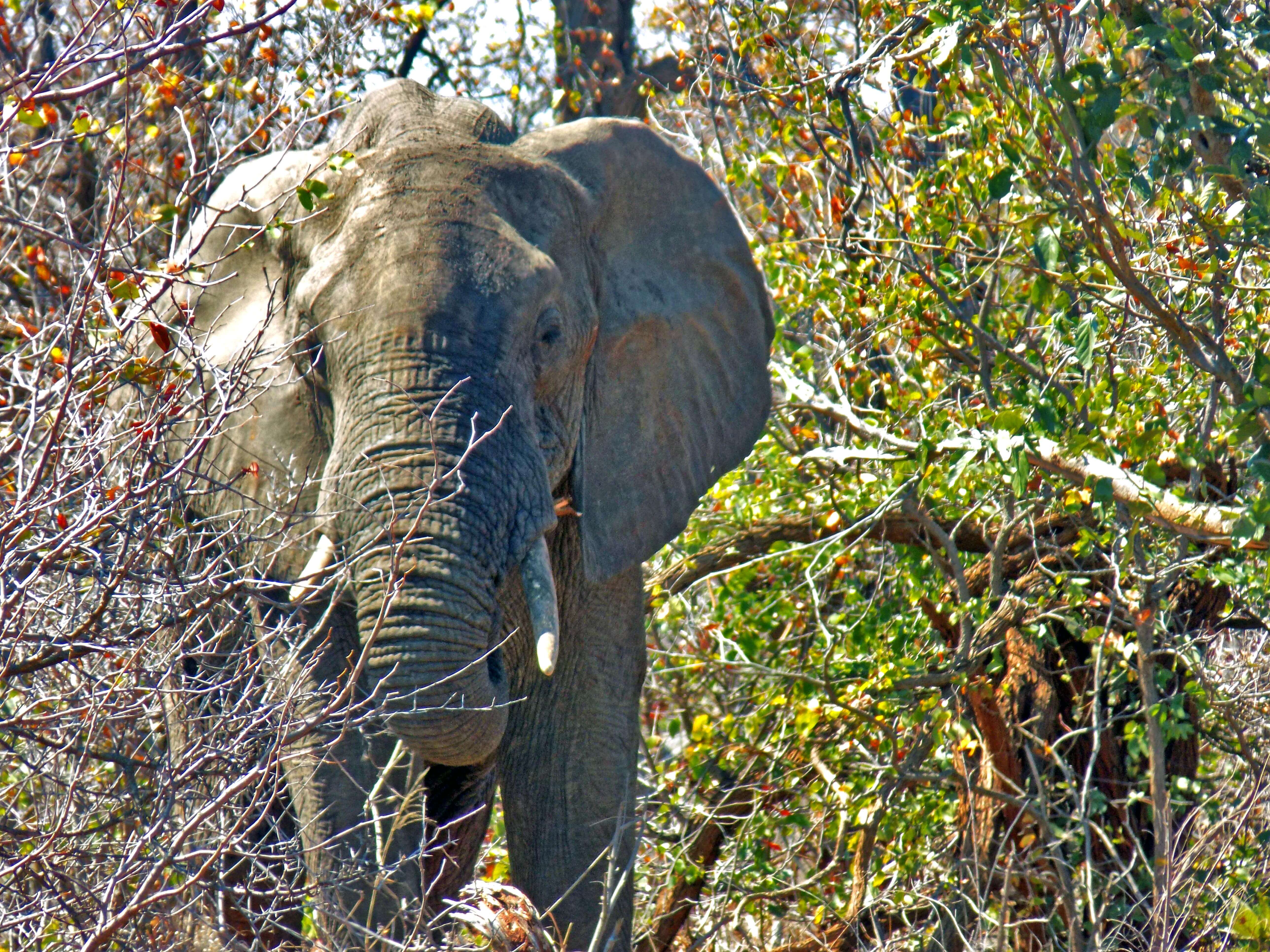 Elephant in bush
