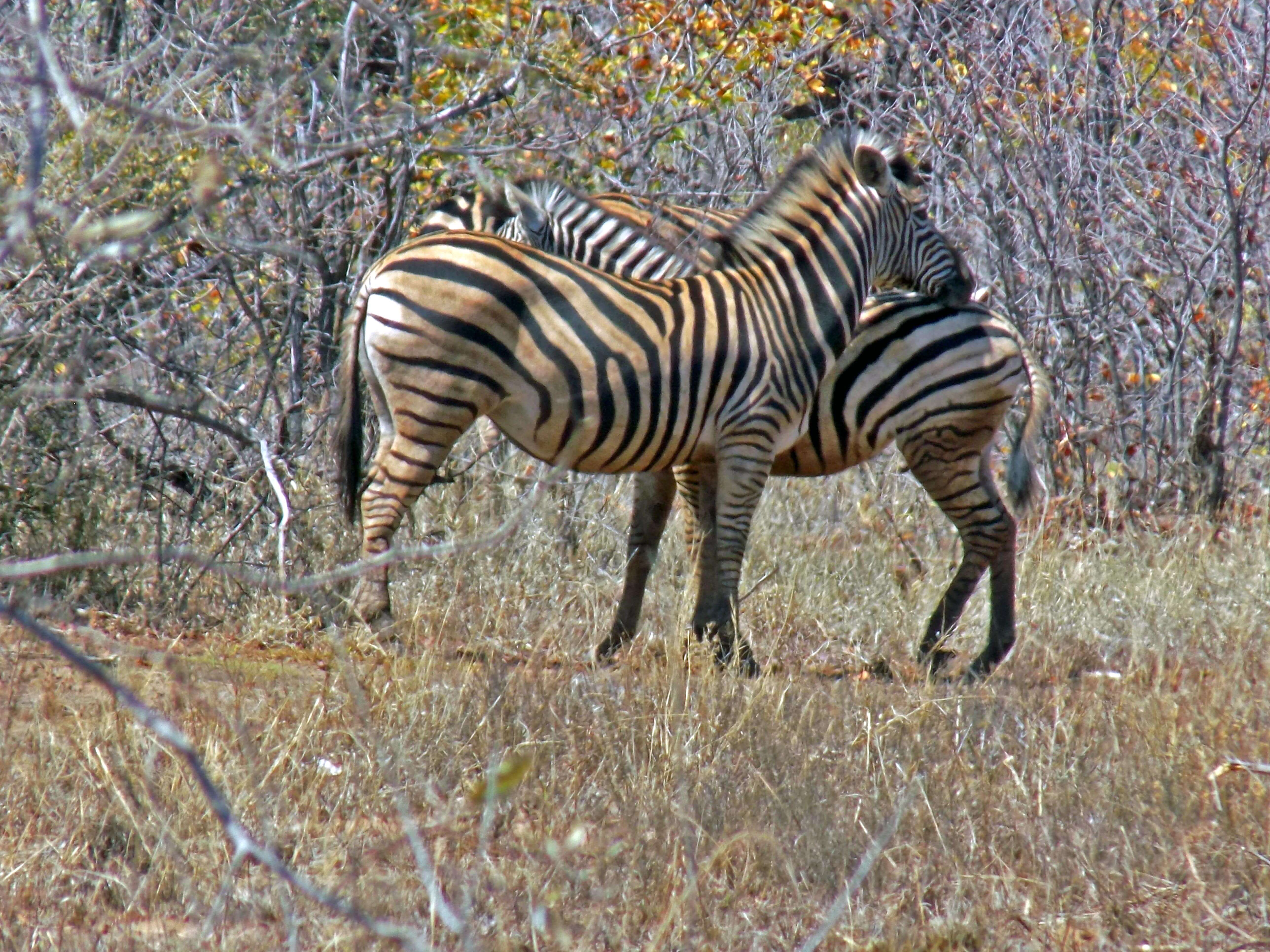 Zebra Love