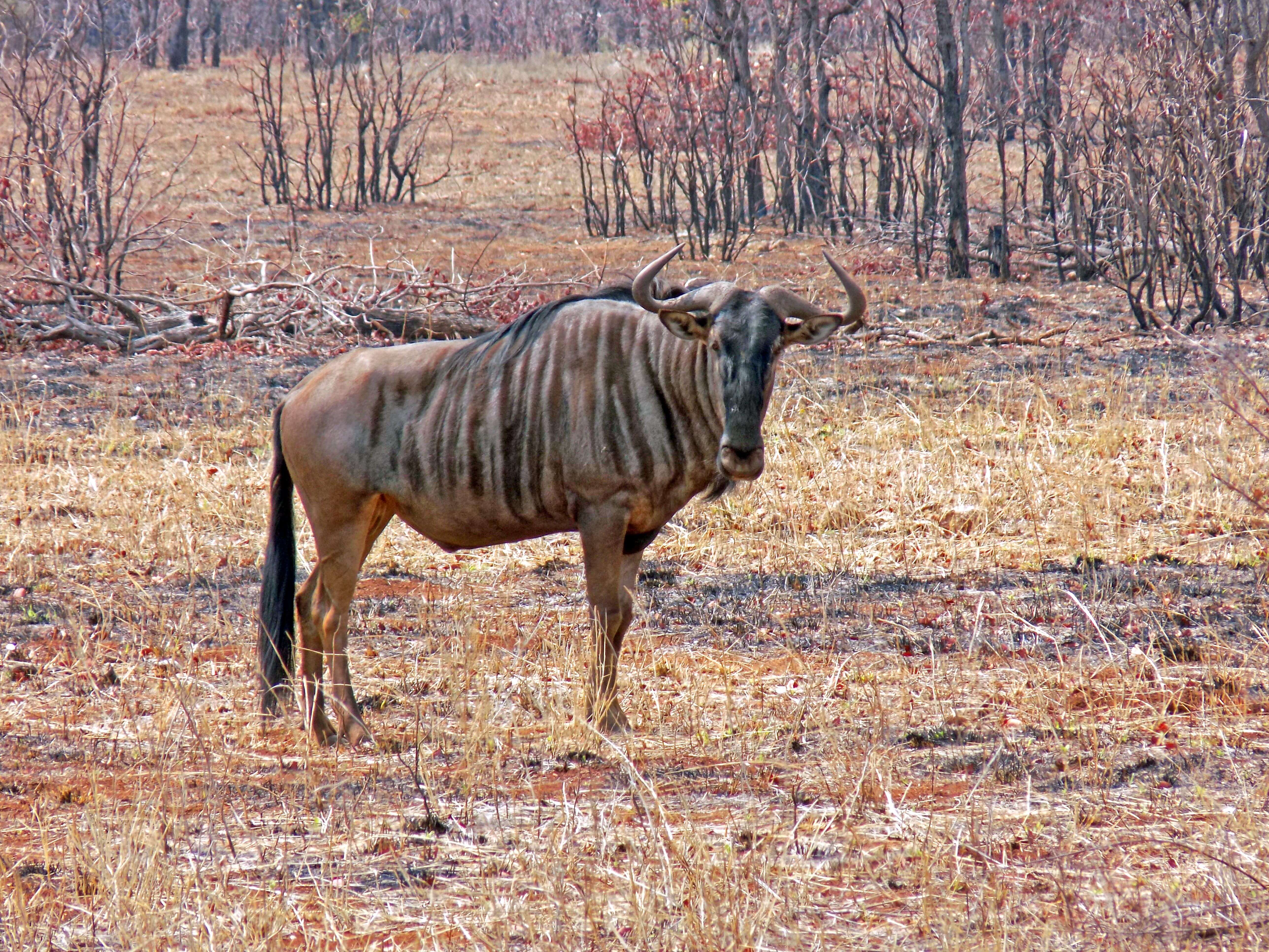 Hungry Wildebeest