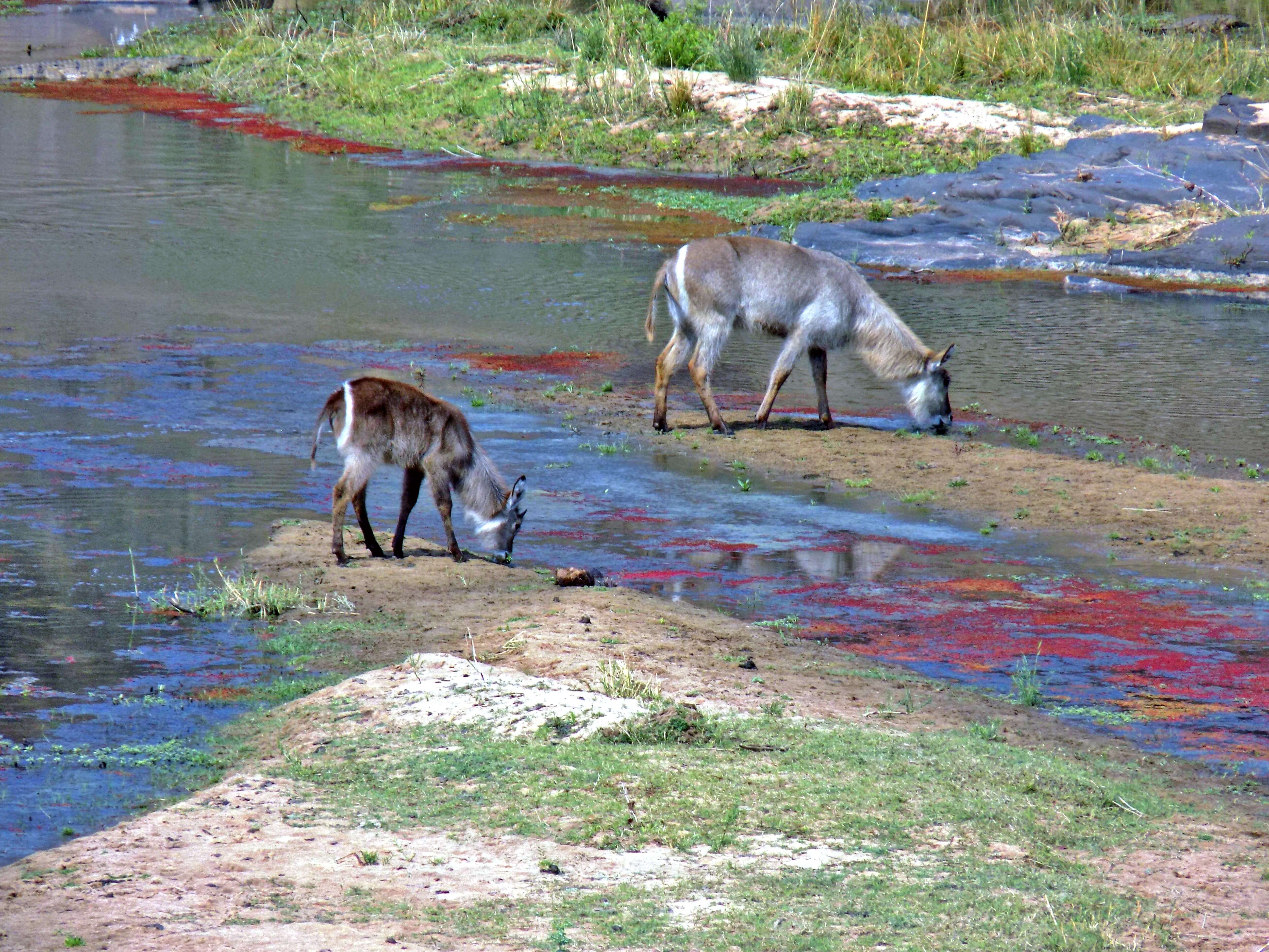 Enjoying a drink of water
