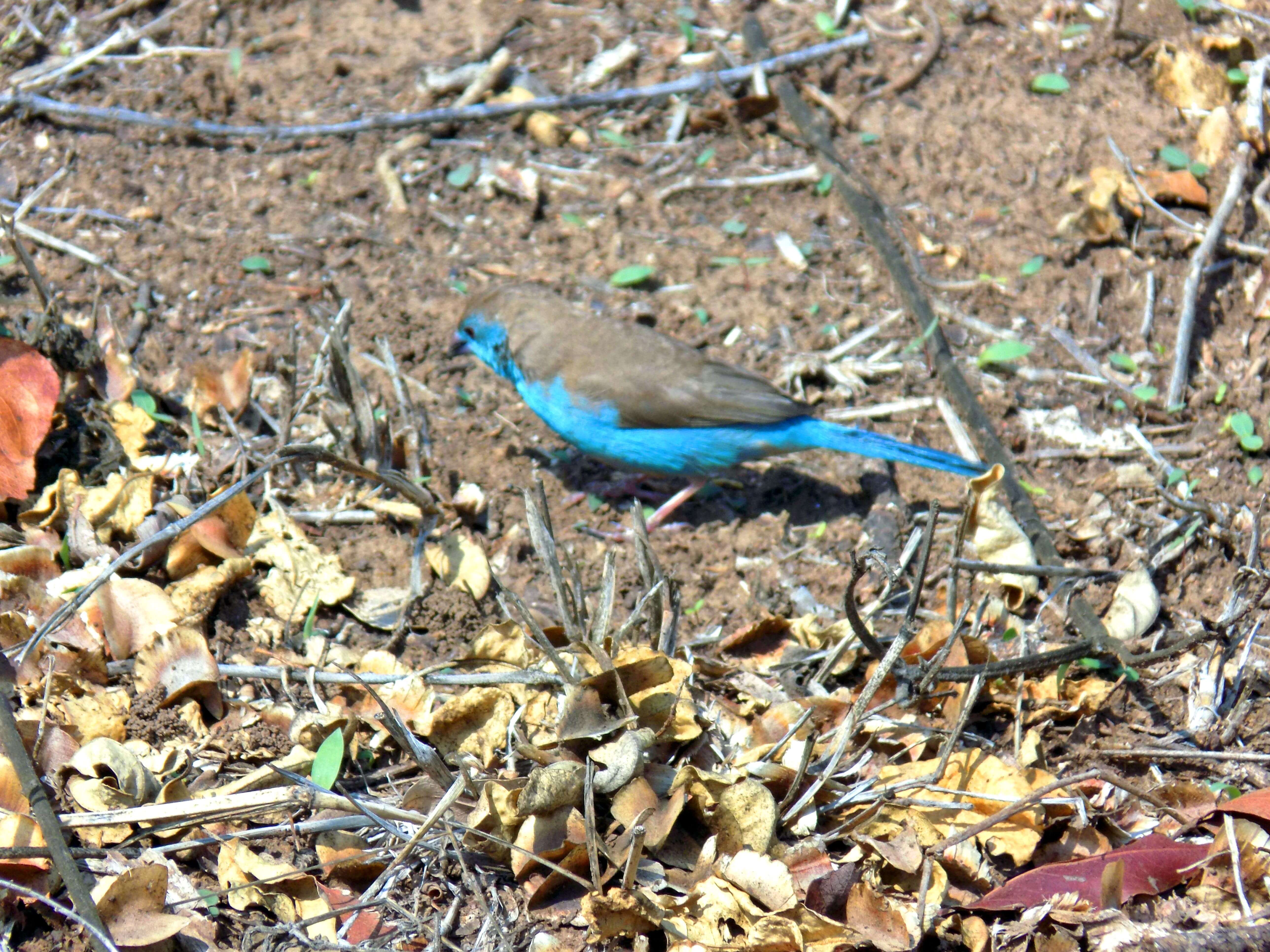 Blue Waxbill