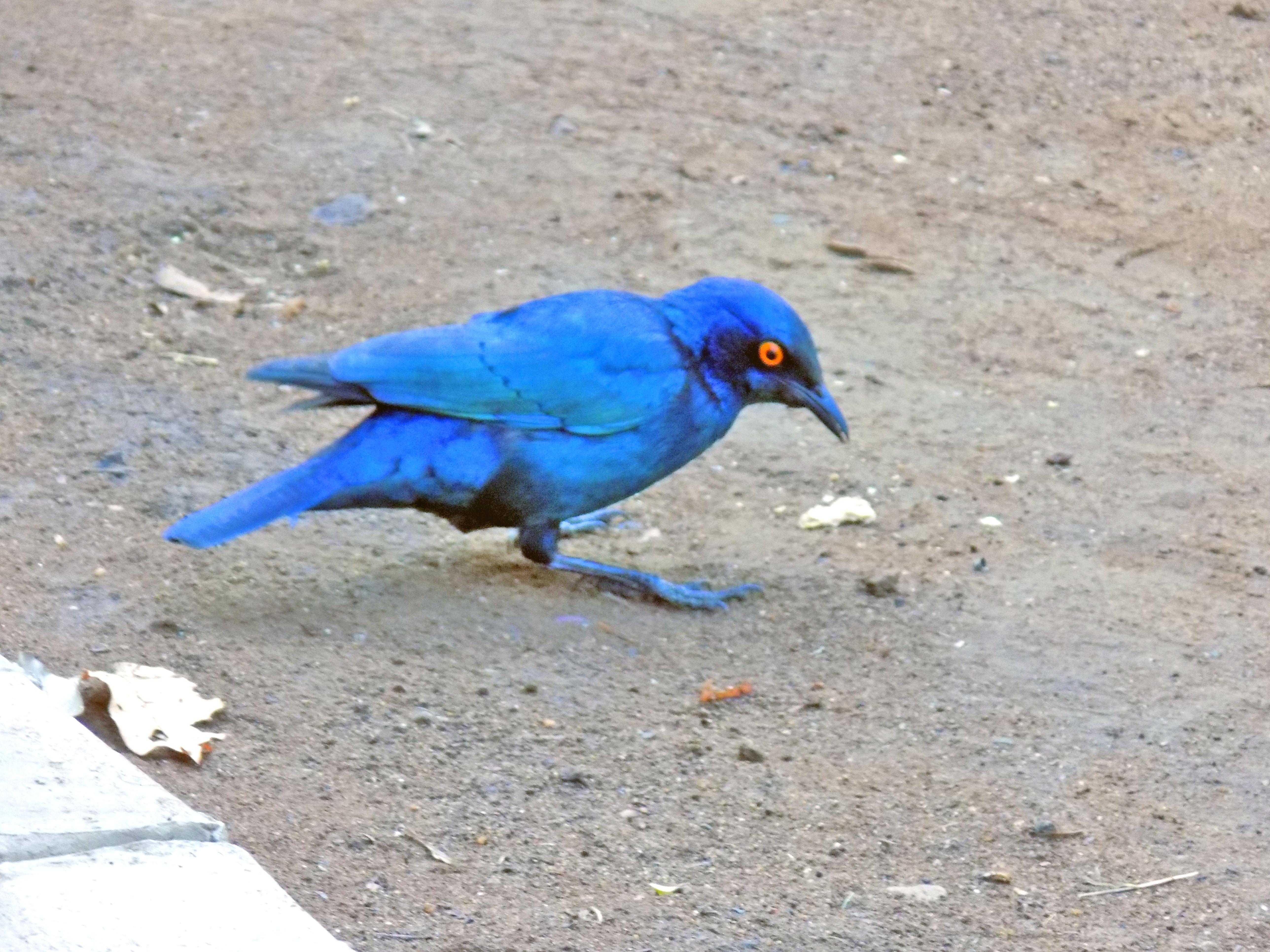Cape Glossy Starling