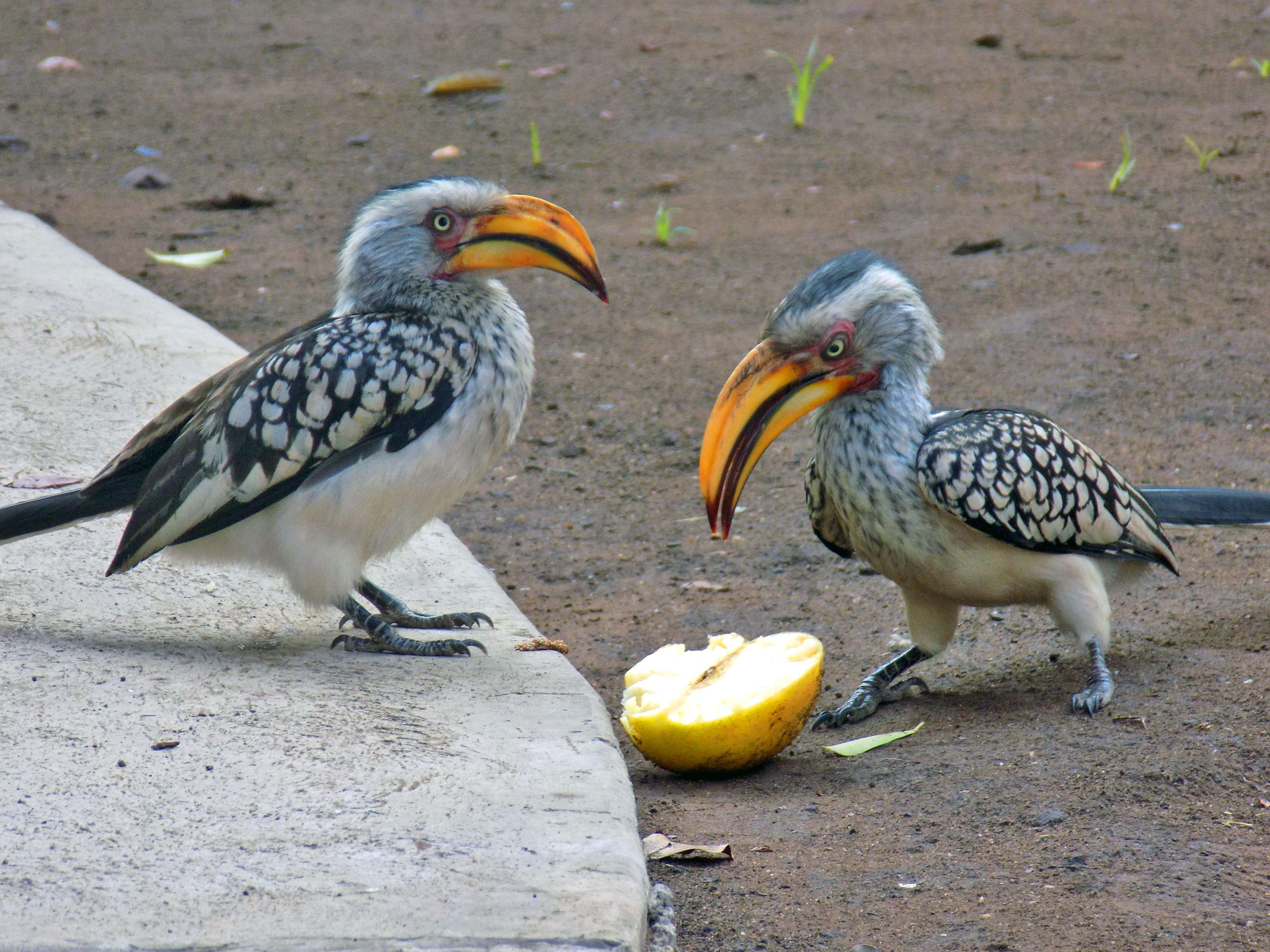Hornbill sharing lunch