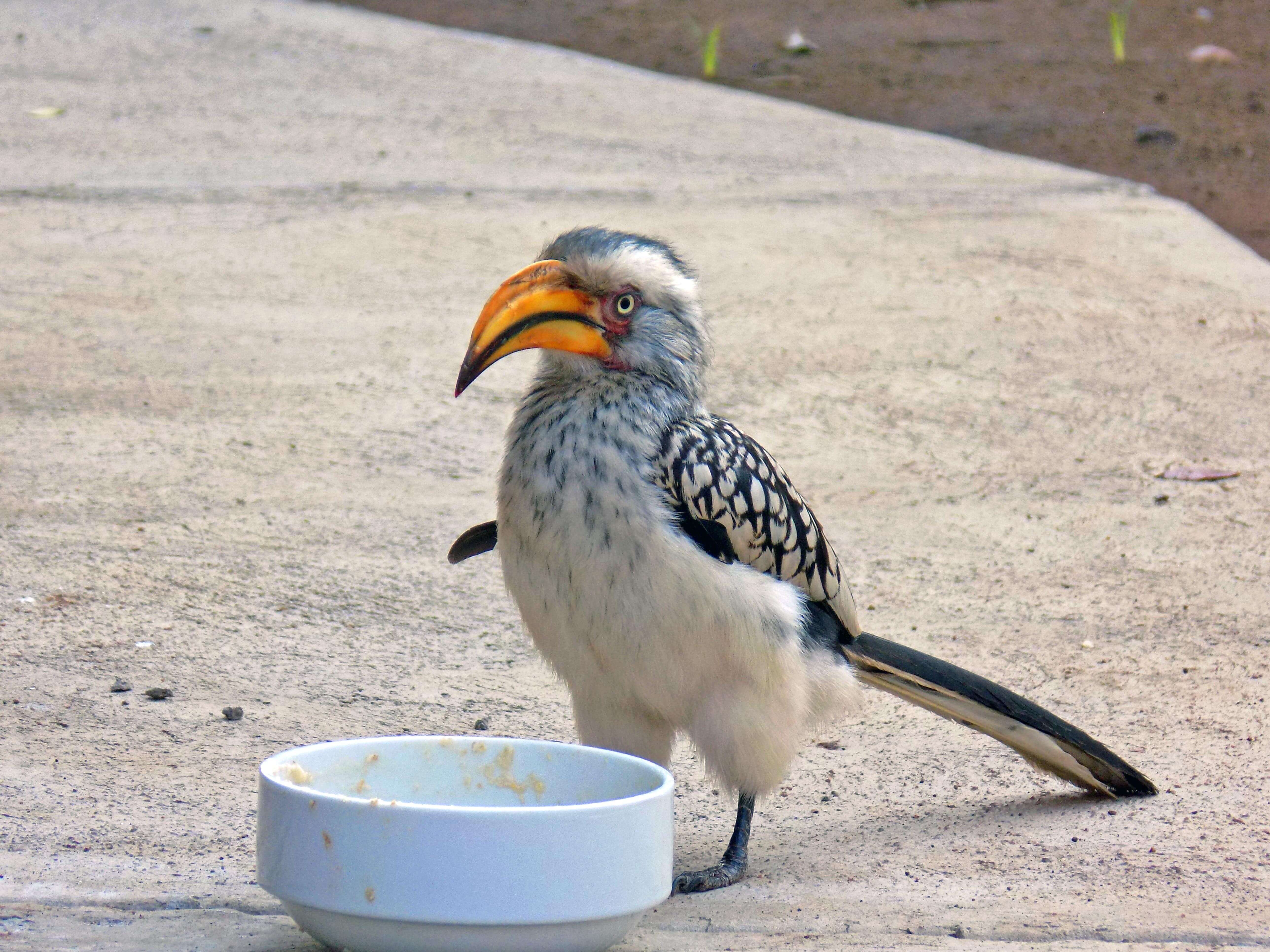 Hornbill wants food