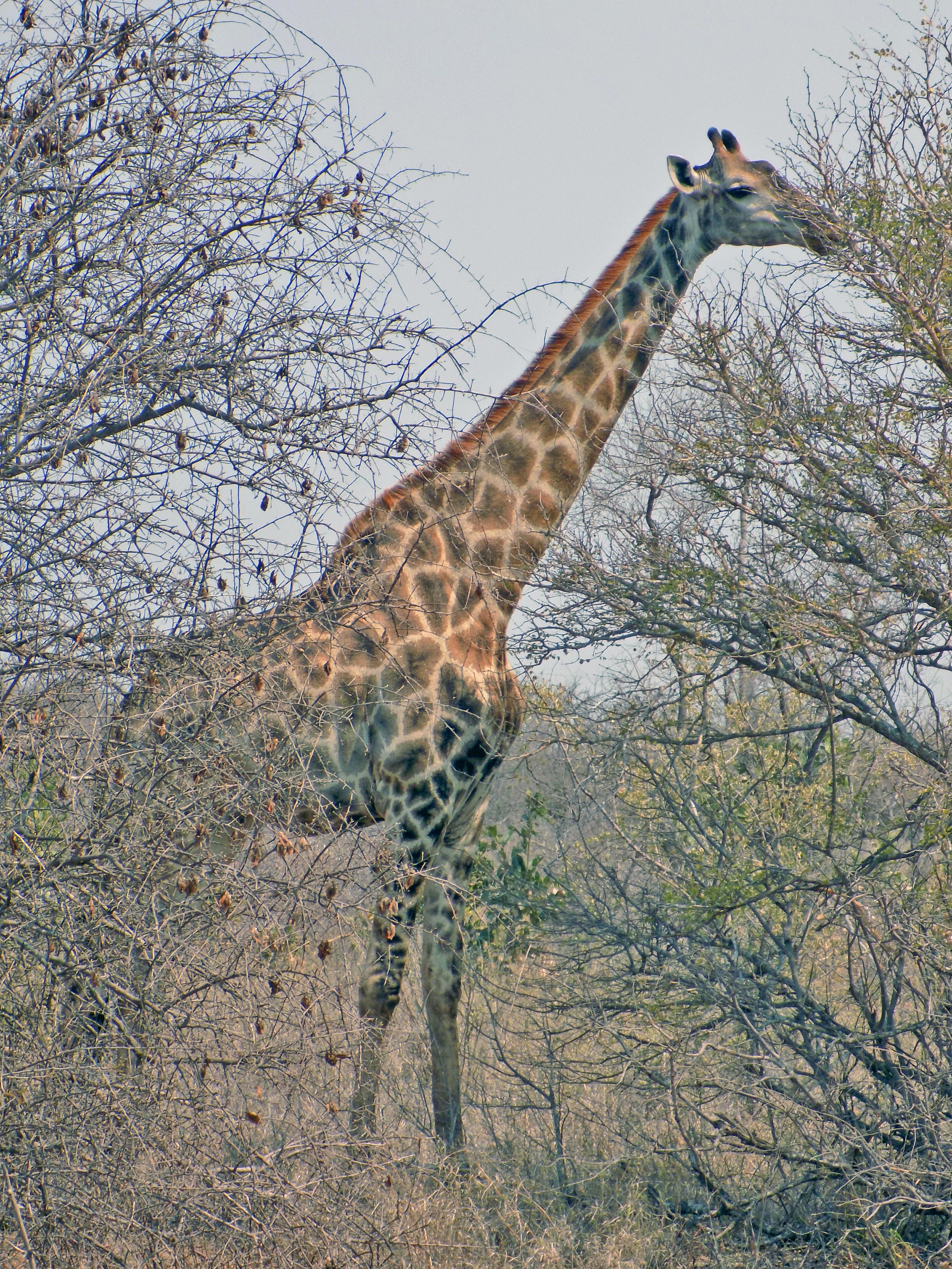 Giraffe eating lunch