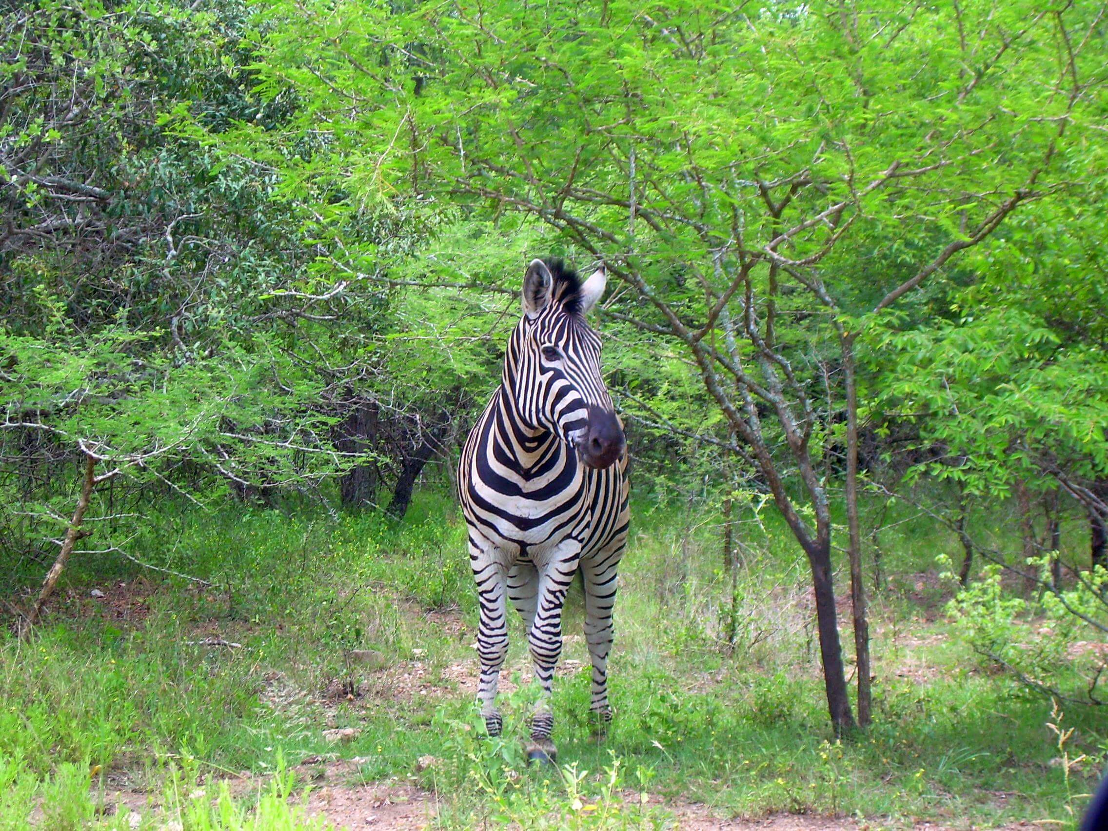 Zebra in Marloth