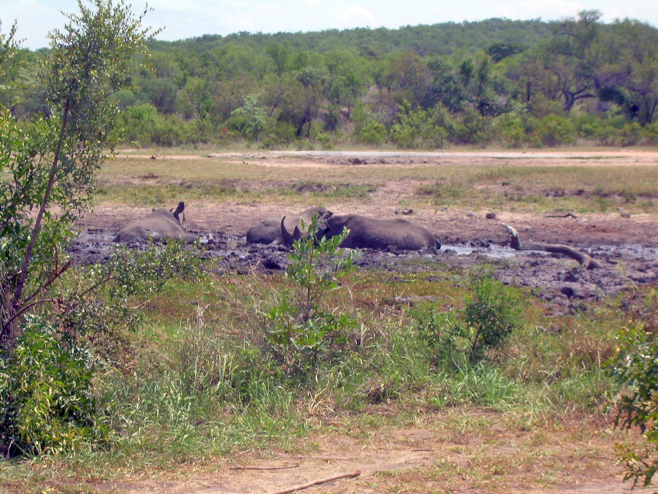 Rhinos In Mud