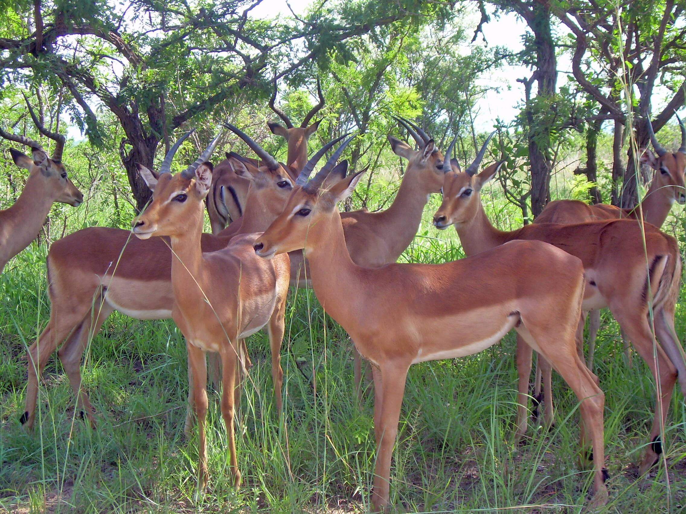 Herd of Impala
