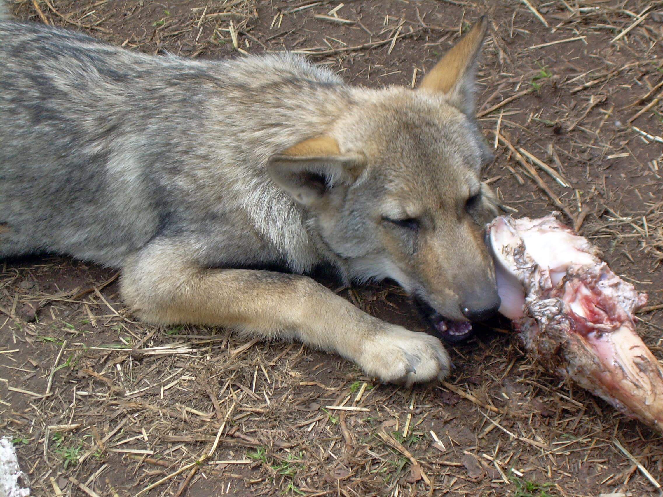 Hungry Wolf