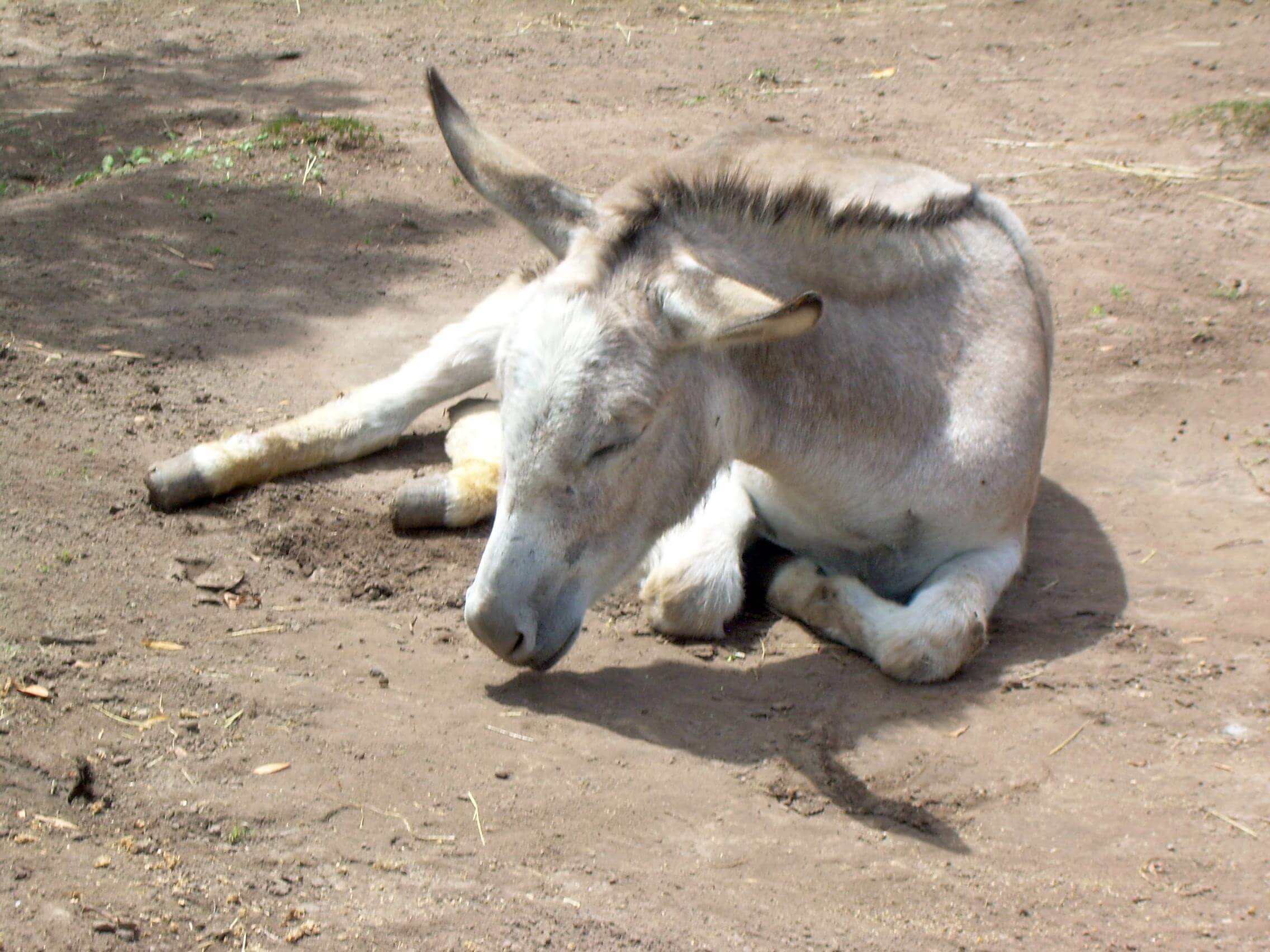 Chilled Donkey