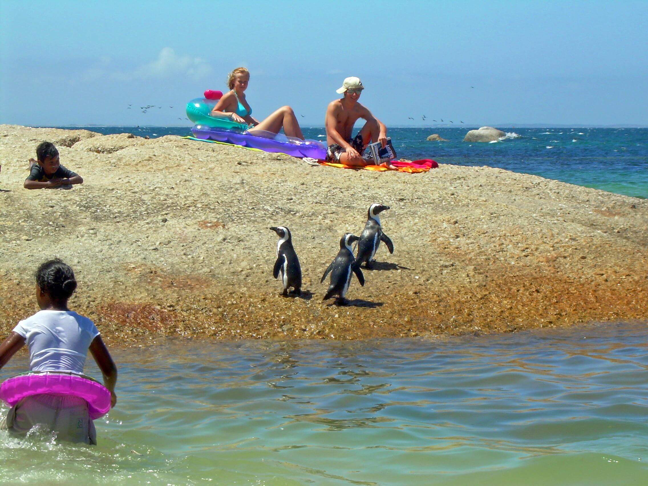 Swimming with Penguins