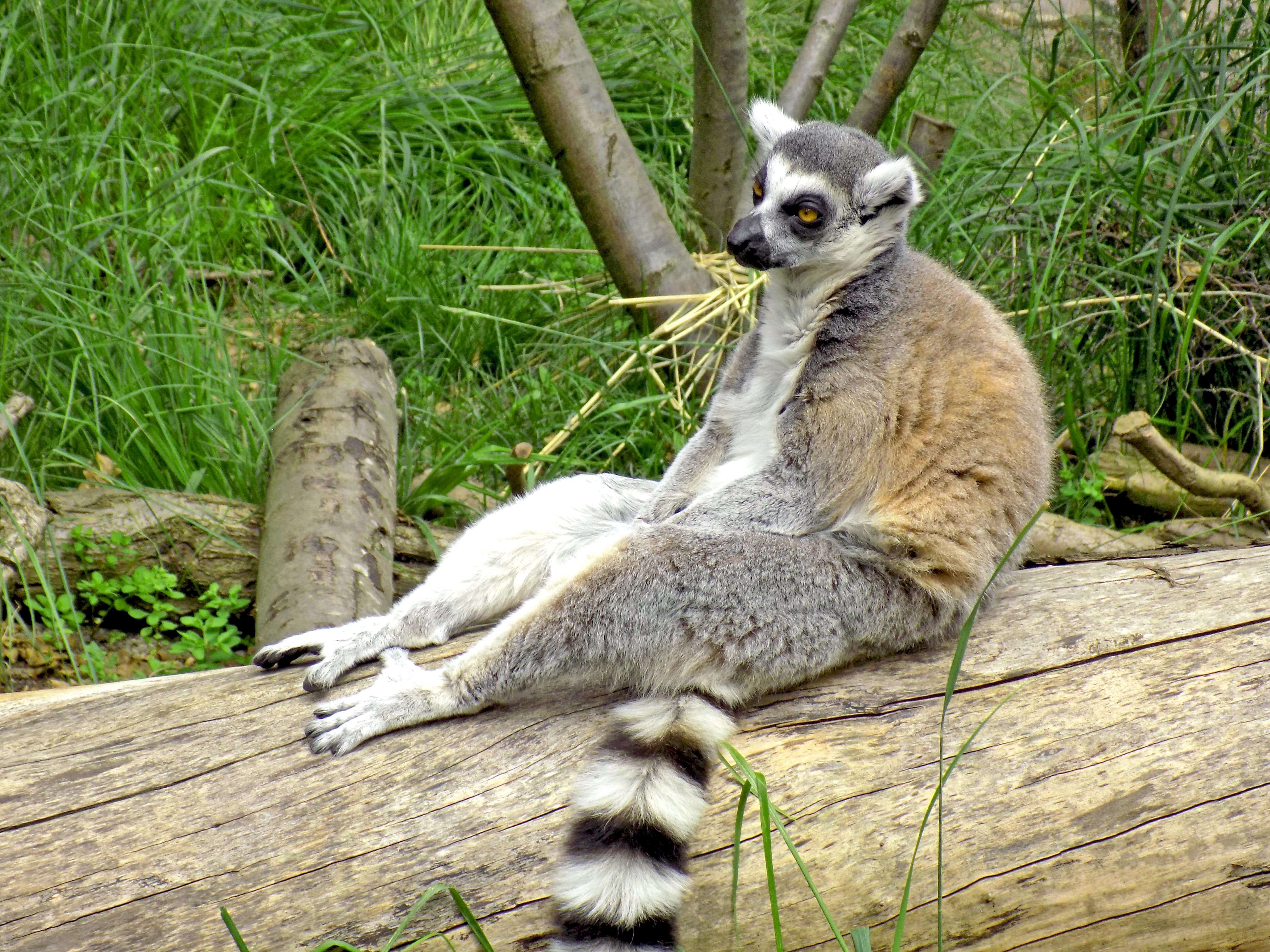 Lemur