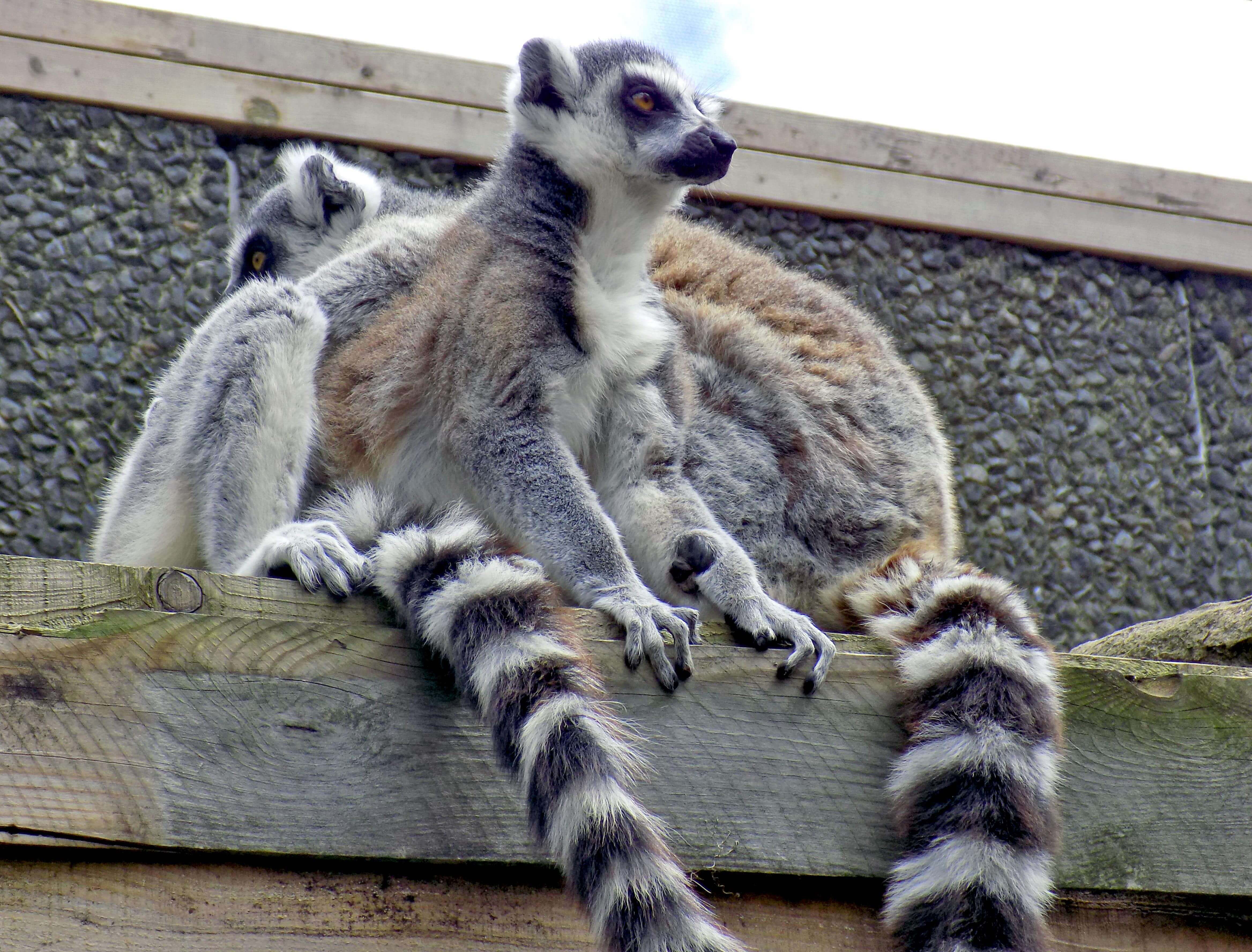 Pair of Lemurs
