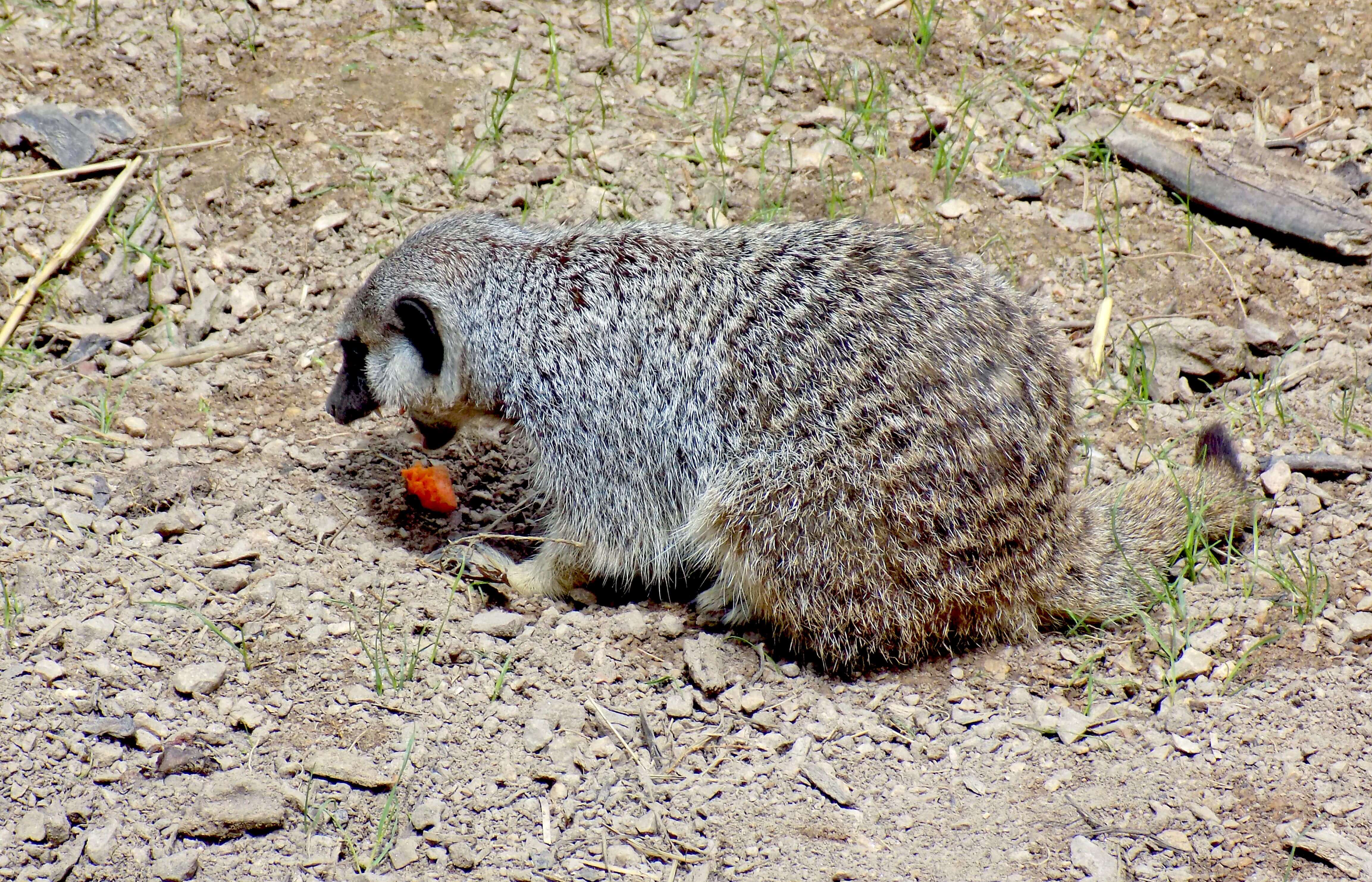 Hungry Meerkat