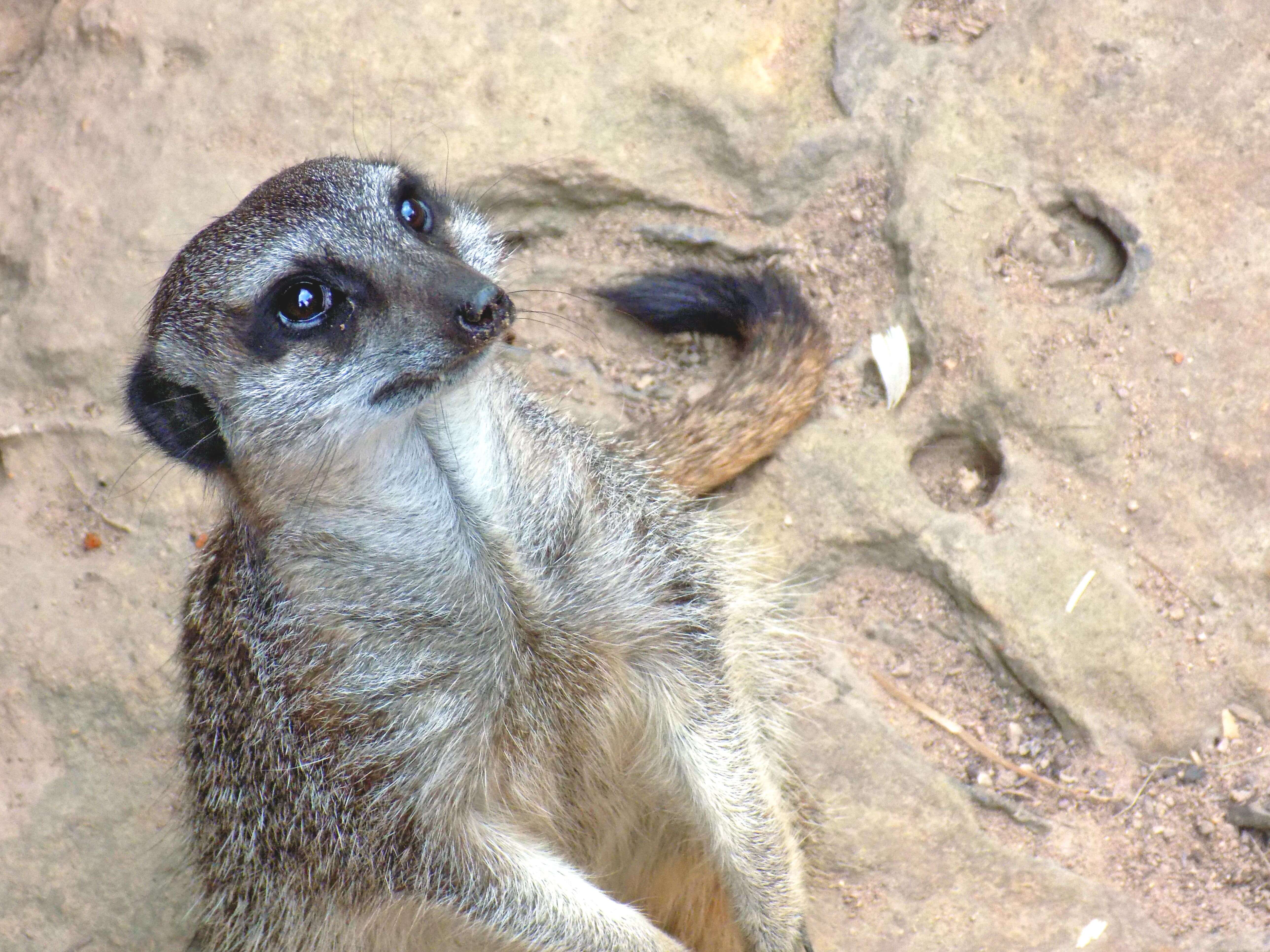 Happy Meerkat
