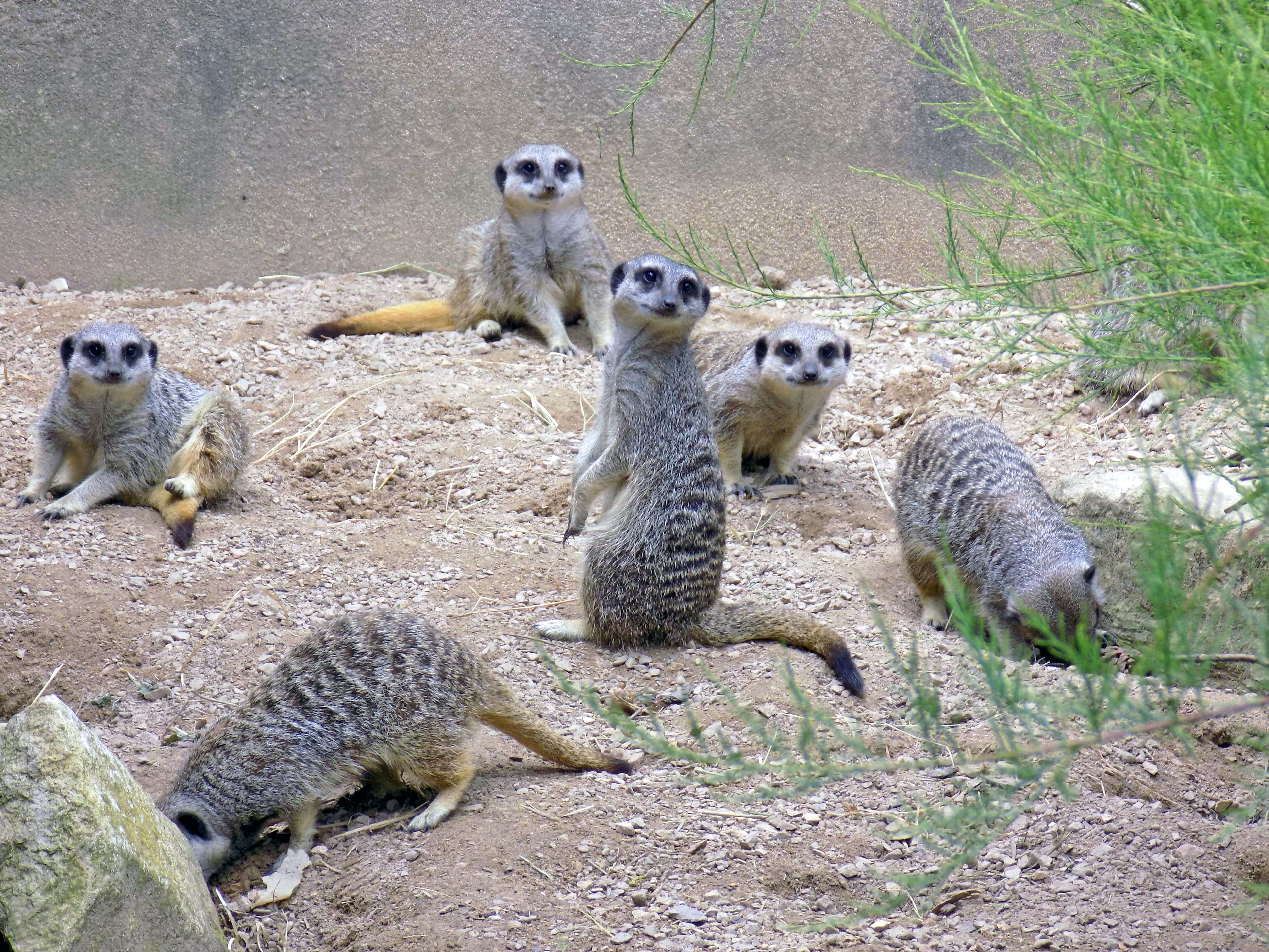 Curious Meerkats