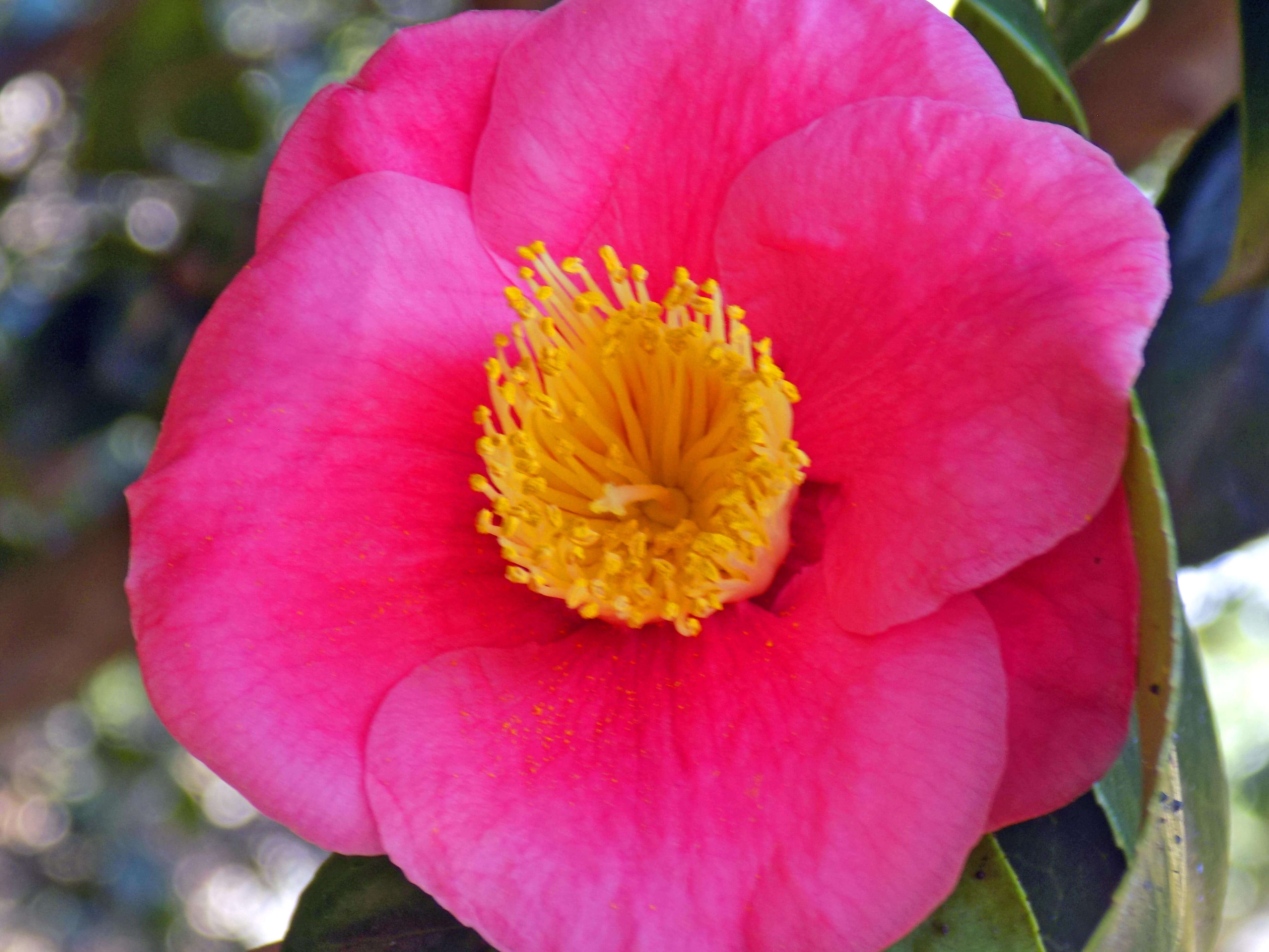 Camellia Subintegra