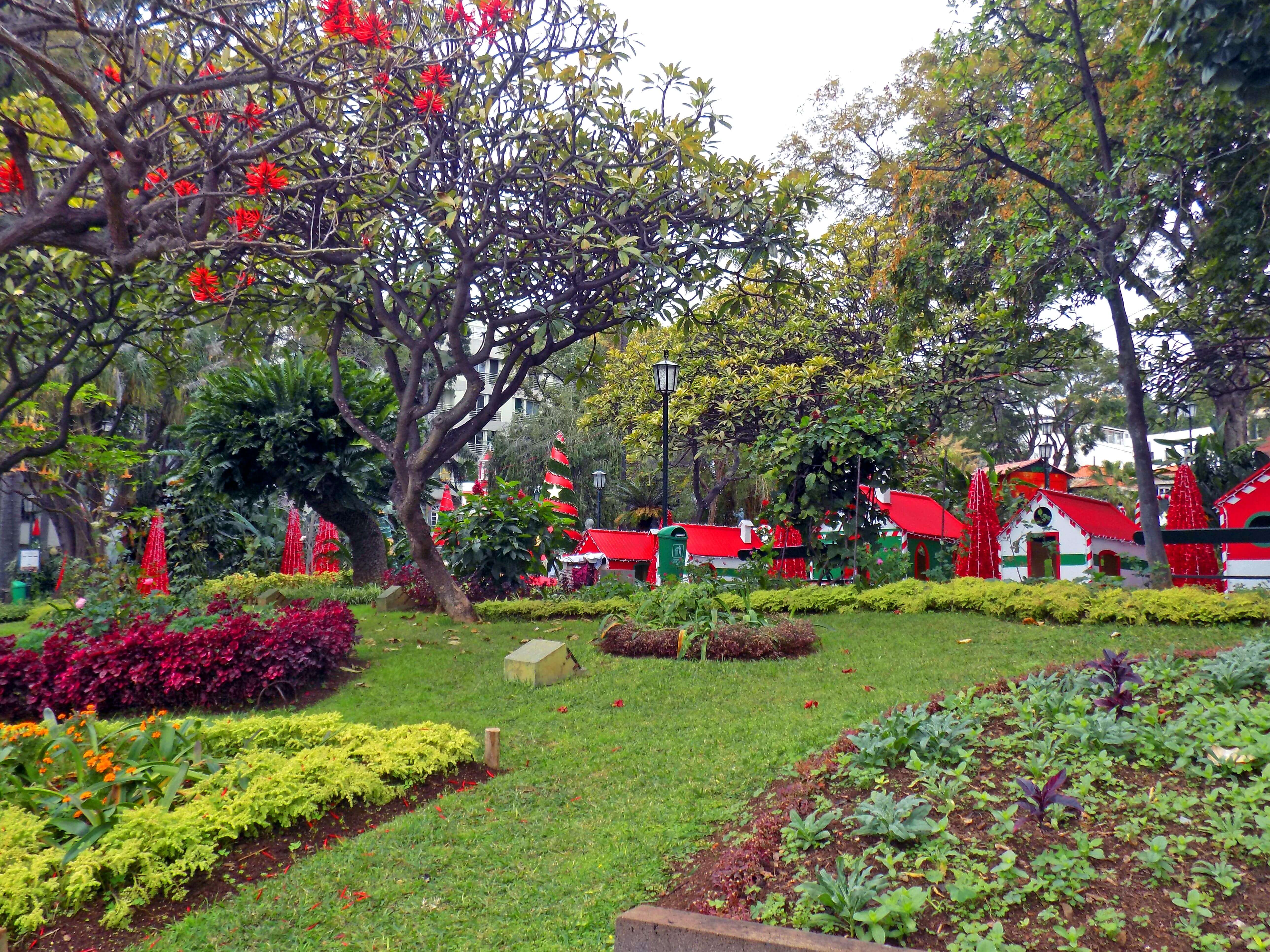 Madeiran Christmas Garden