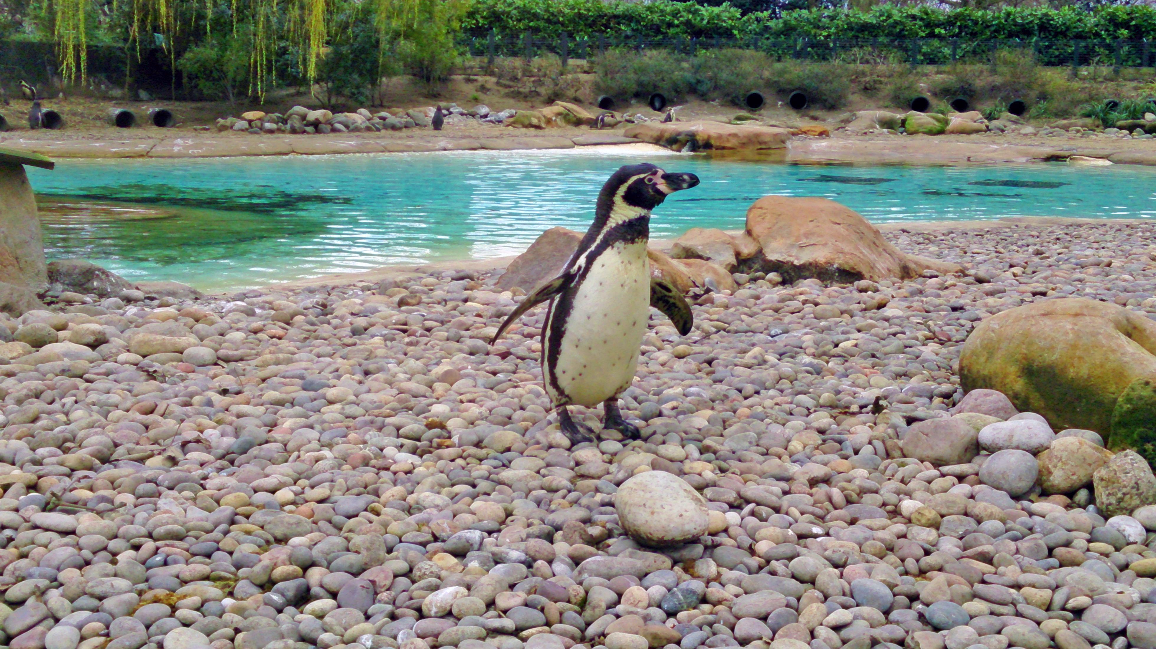 Zoo Penguin