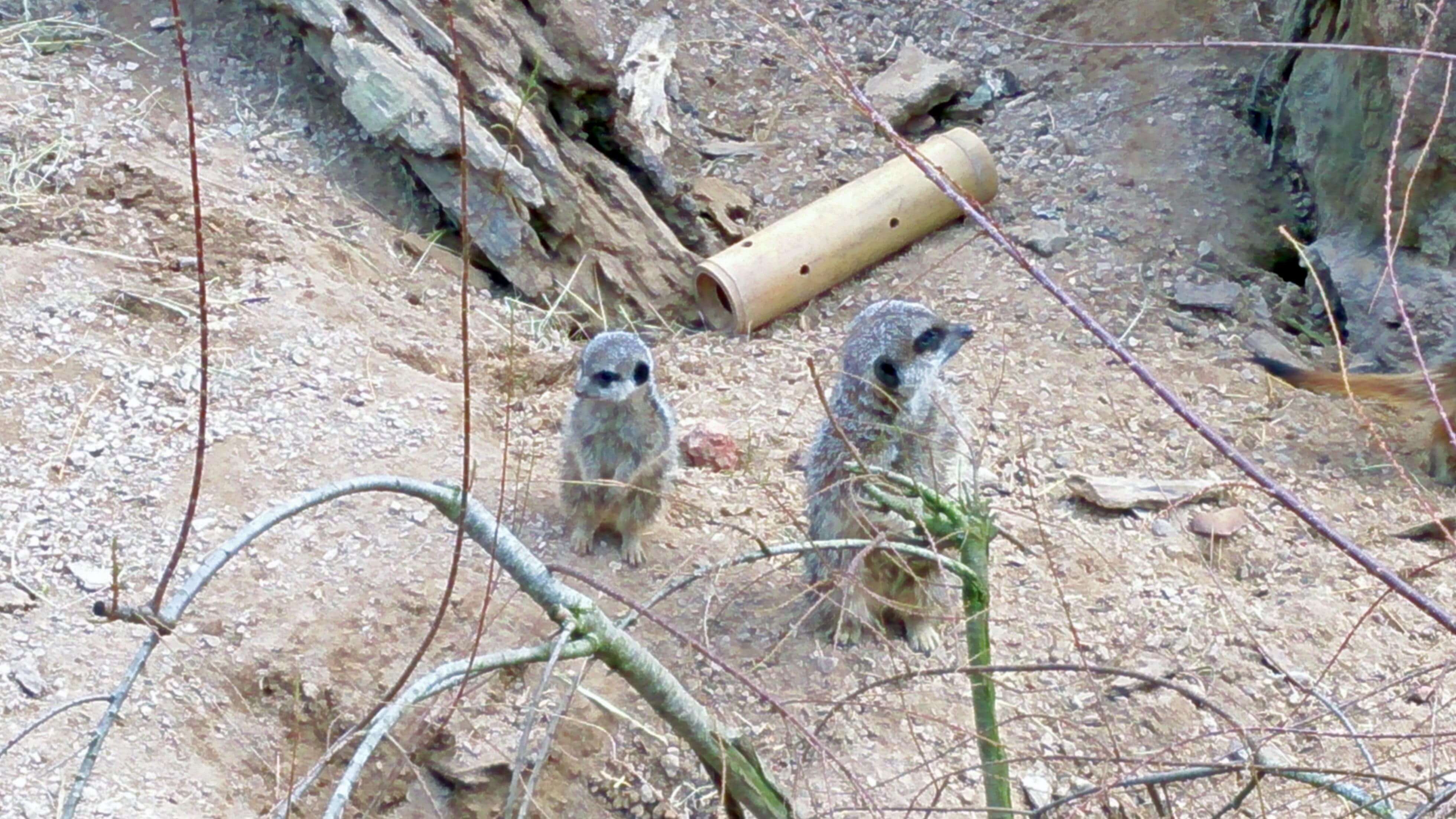Meerkats