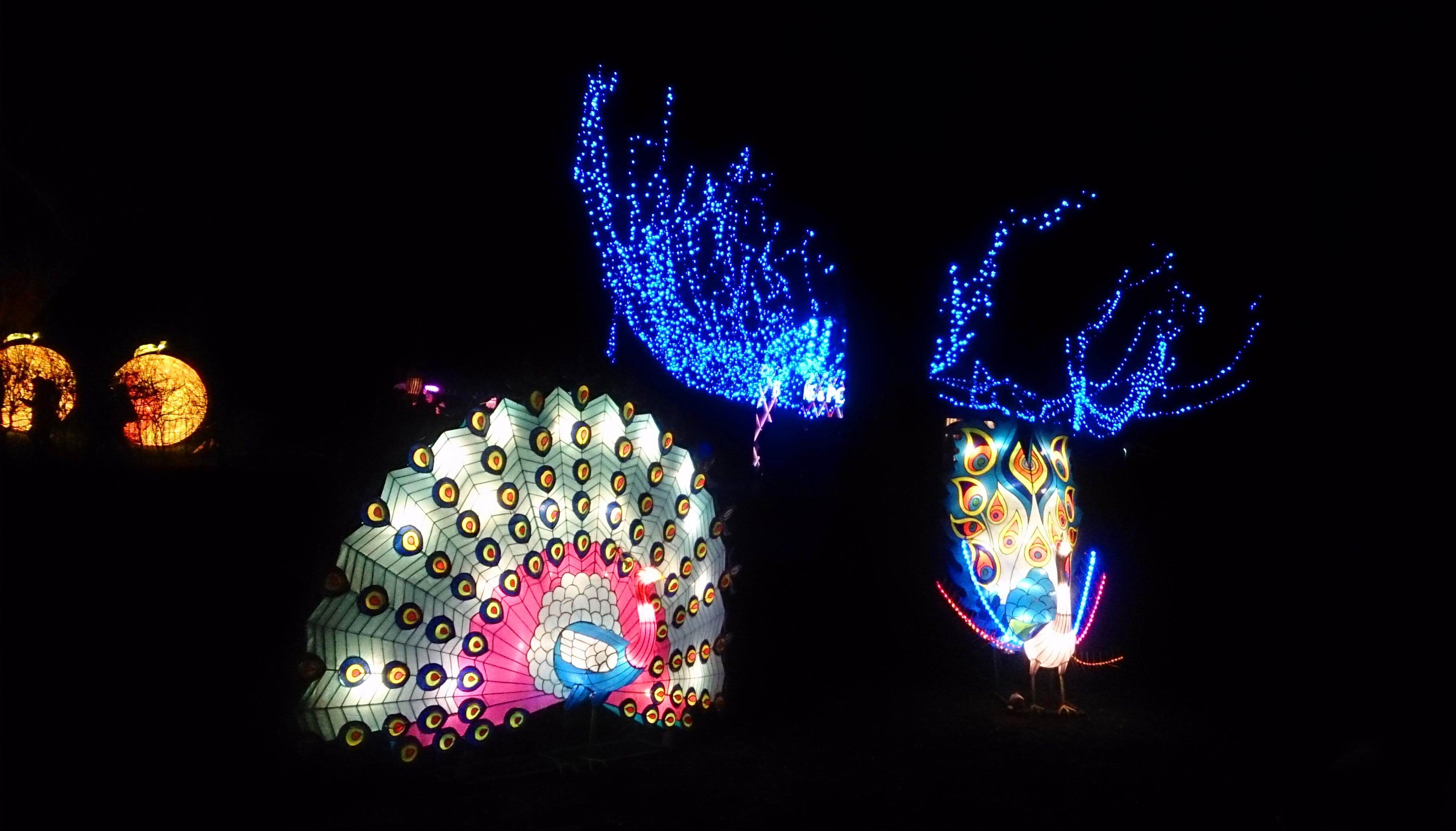 Peakock Lanterns 2