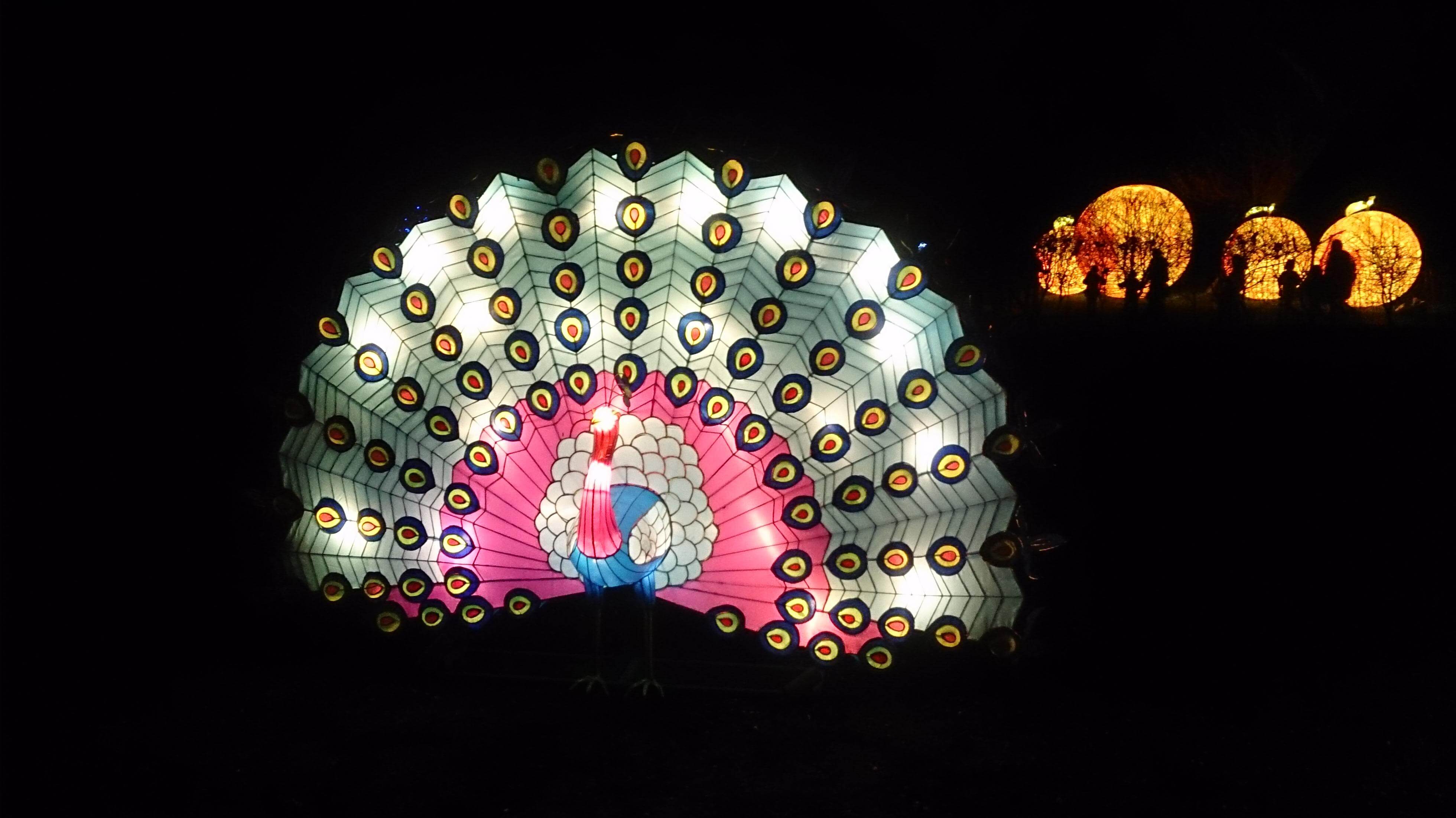 Peacock Lantern