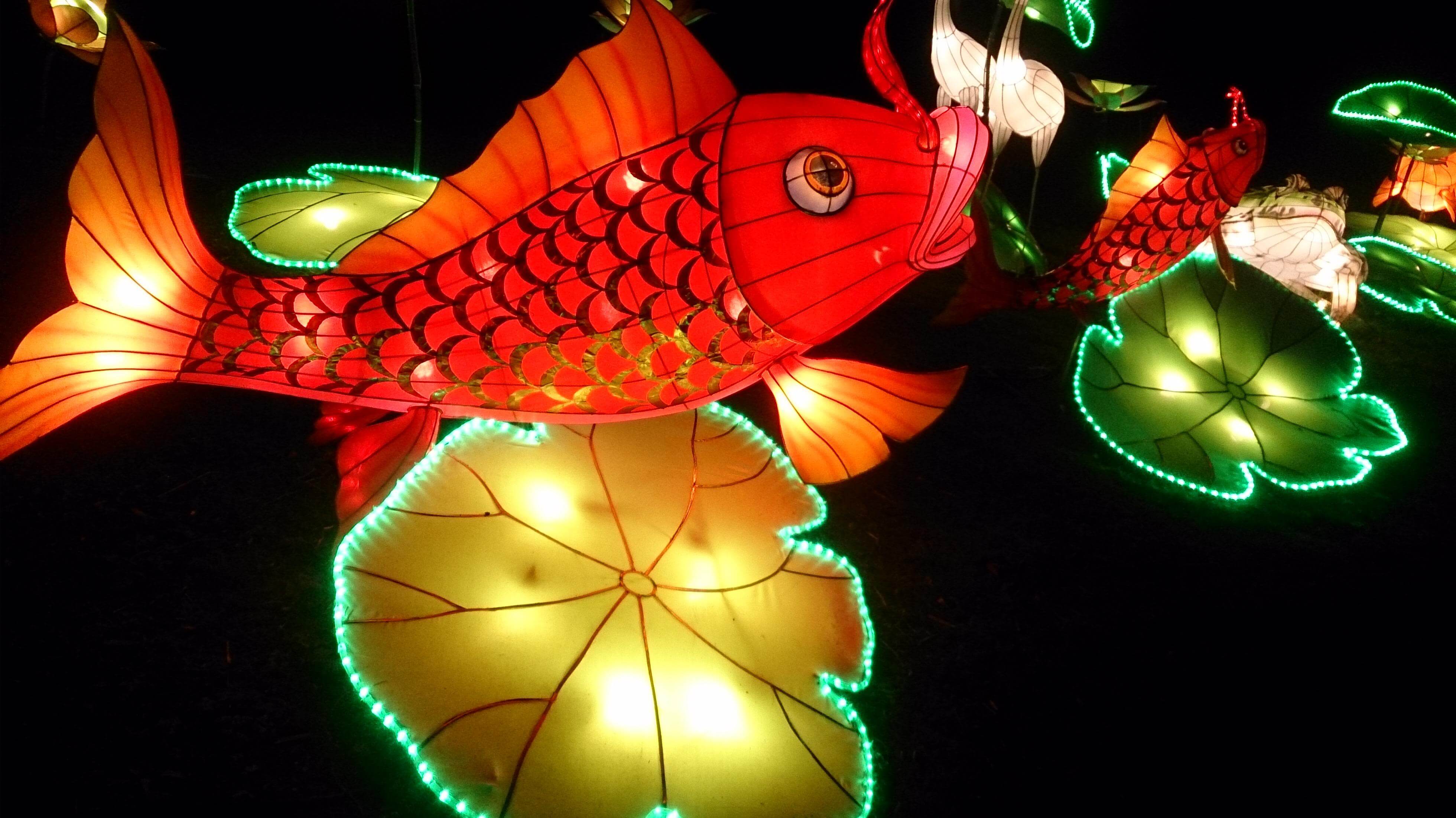 Fish Lanterns