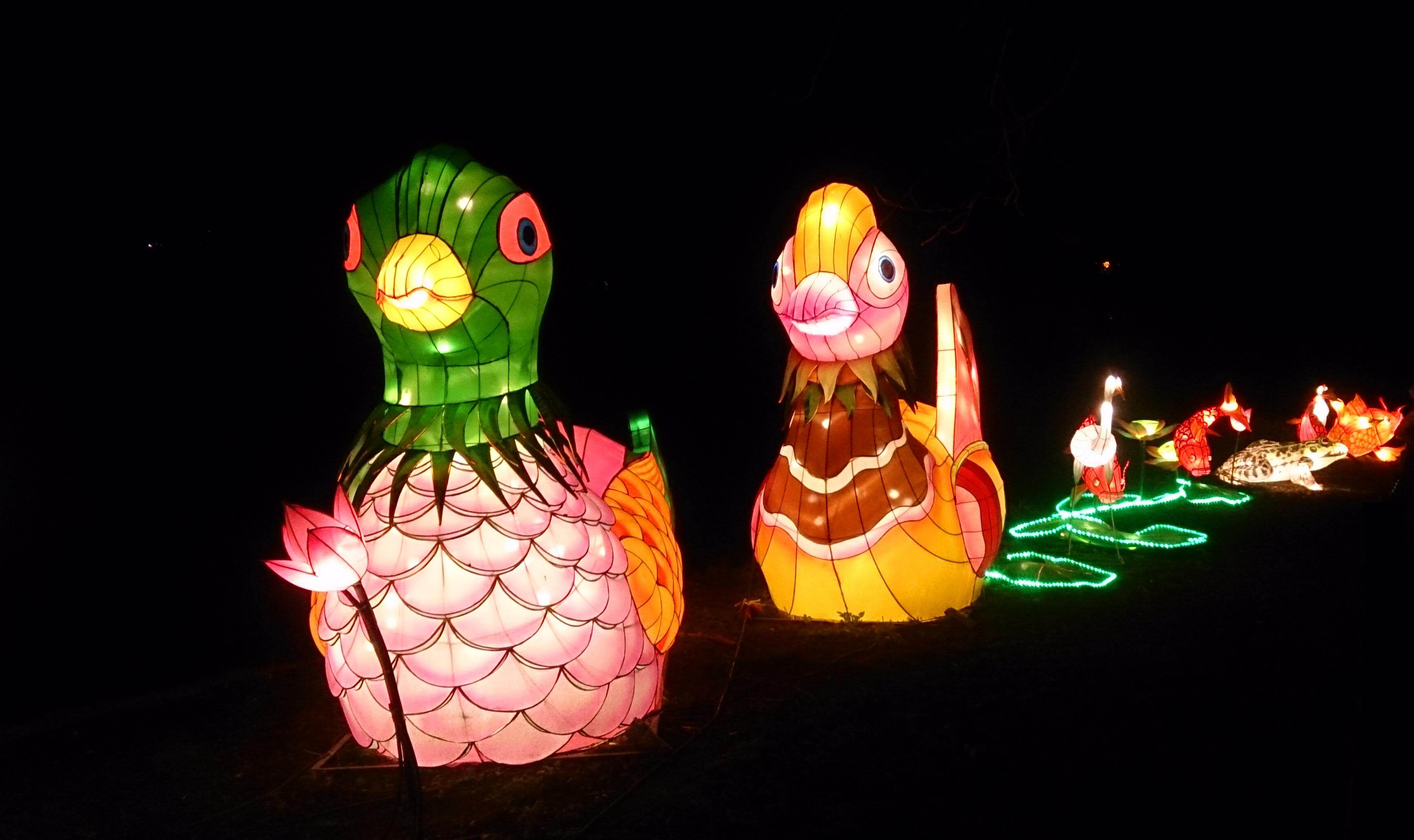 Duck Lanterns
