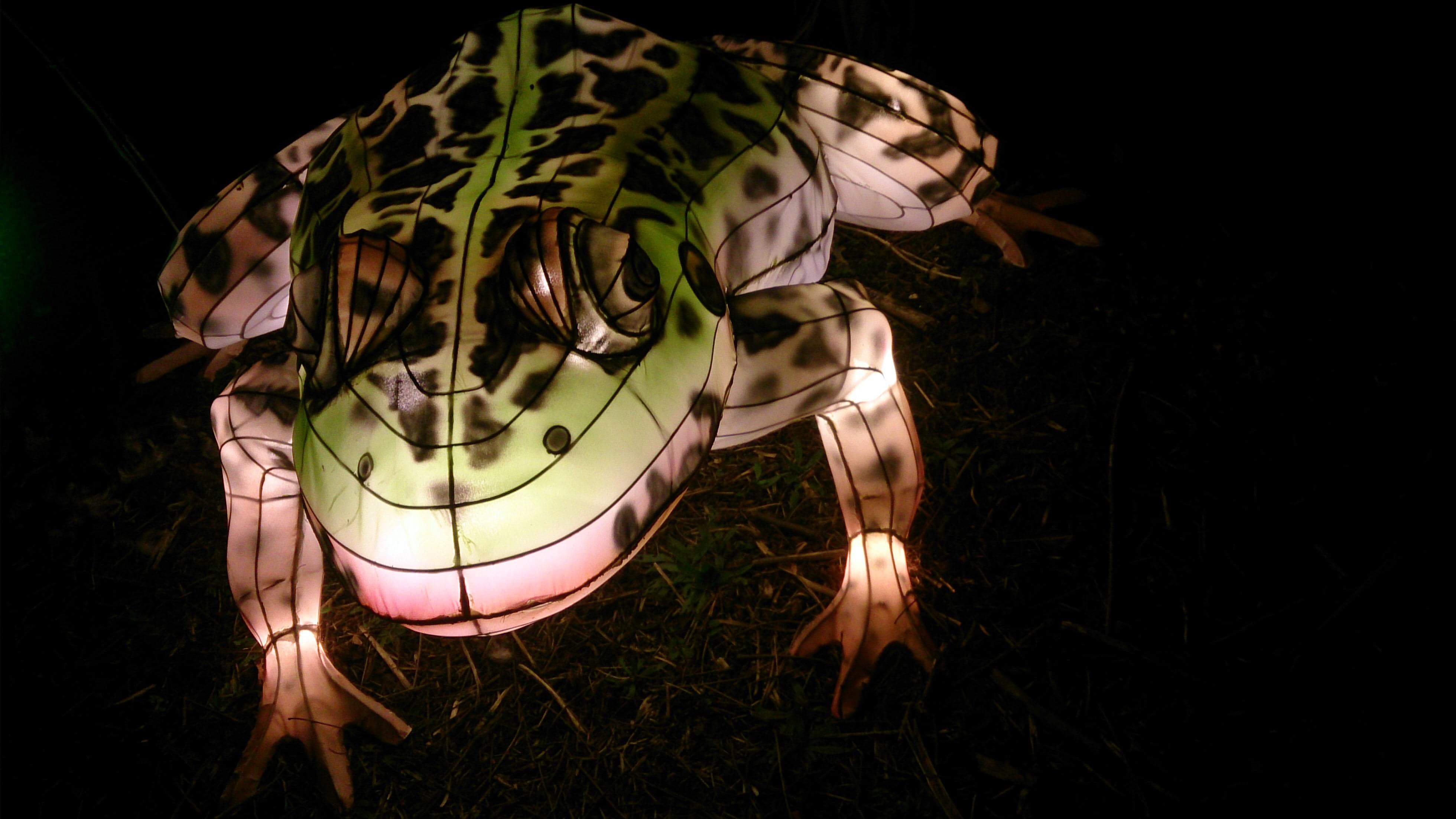 Frog Lantern