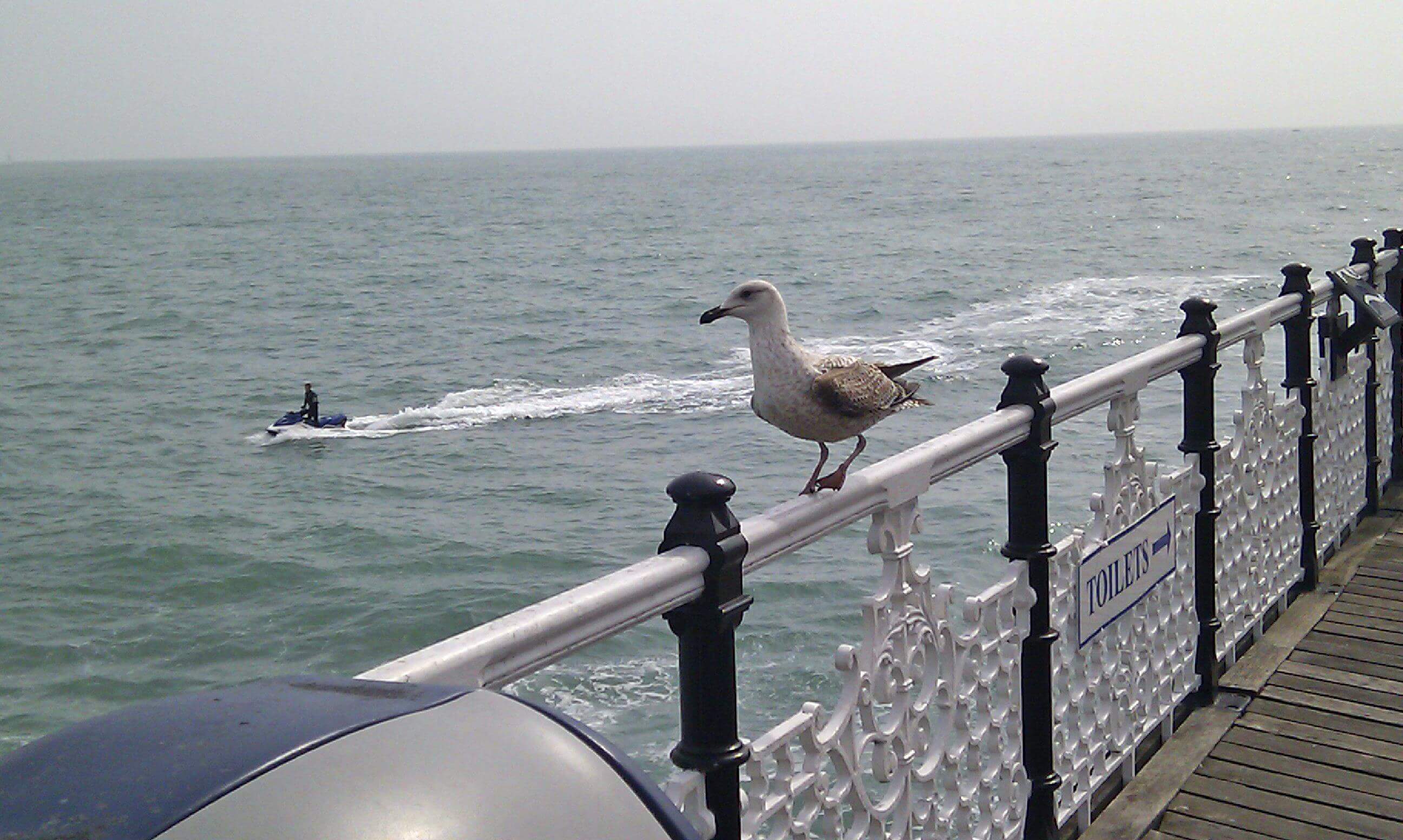 Friendly Seagull
