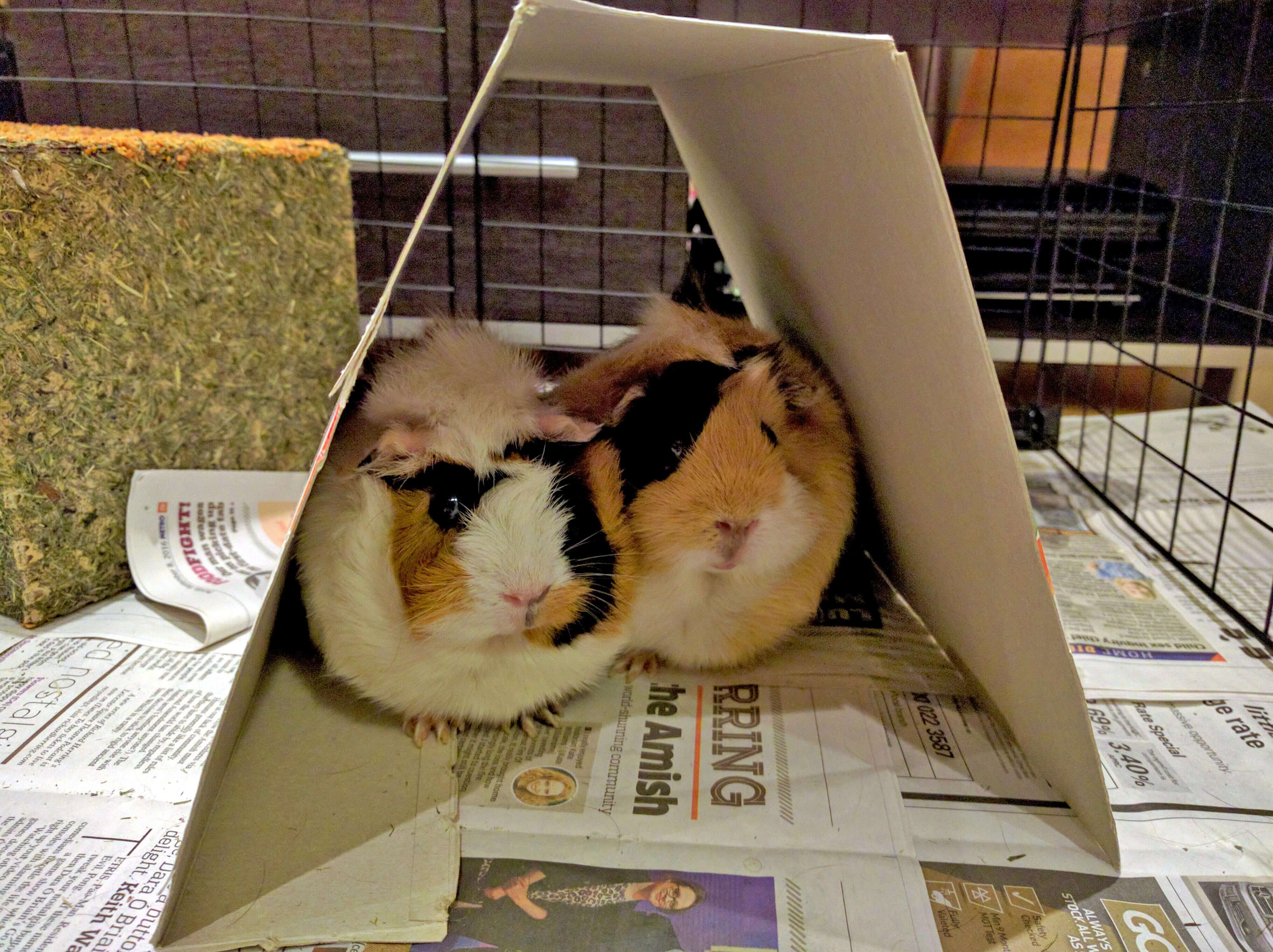Guinea Pig Play House