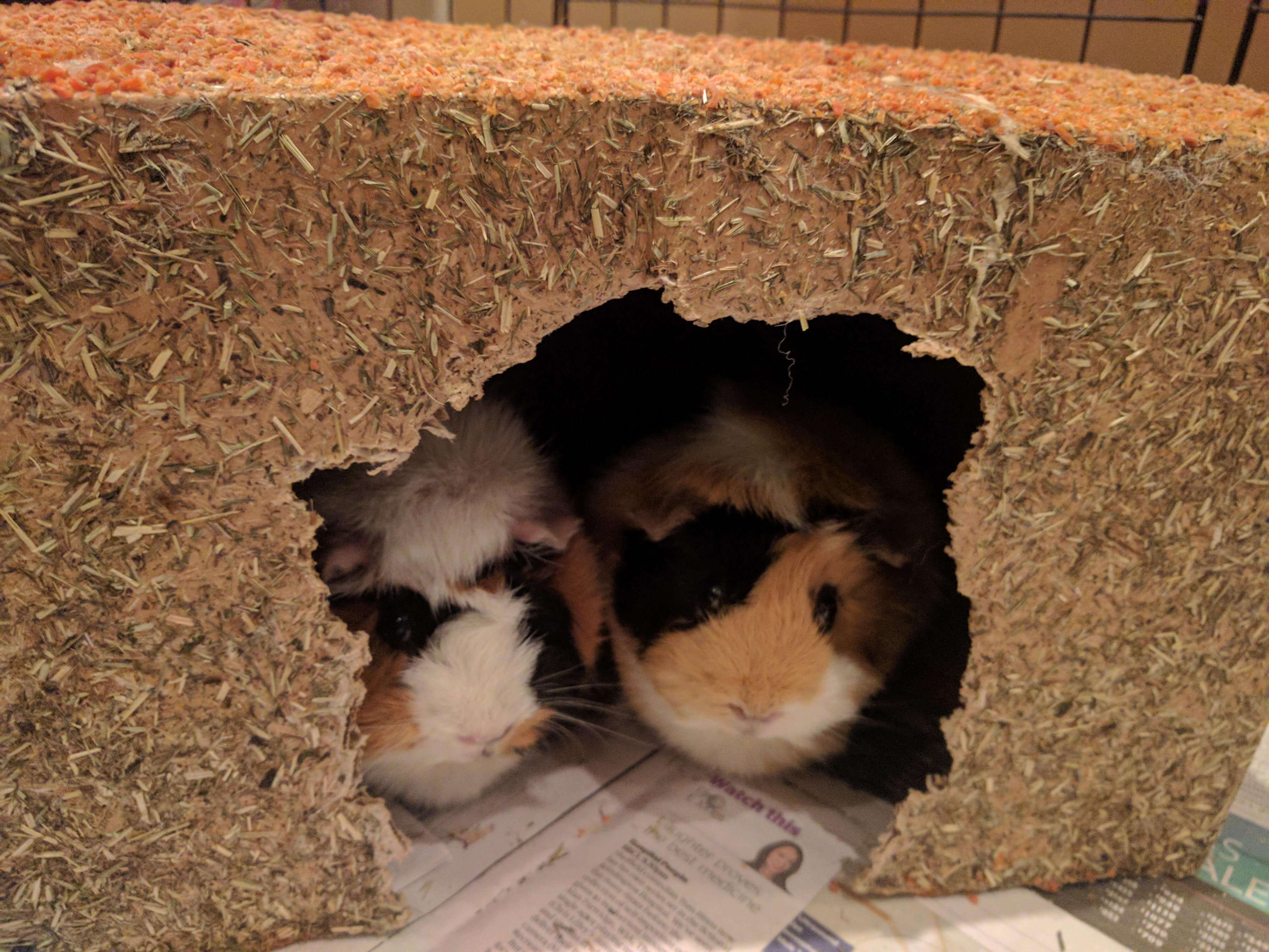 Guinea Pig Home