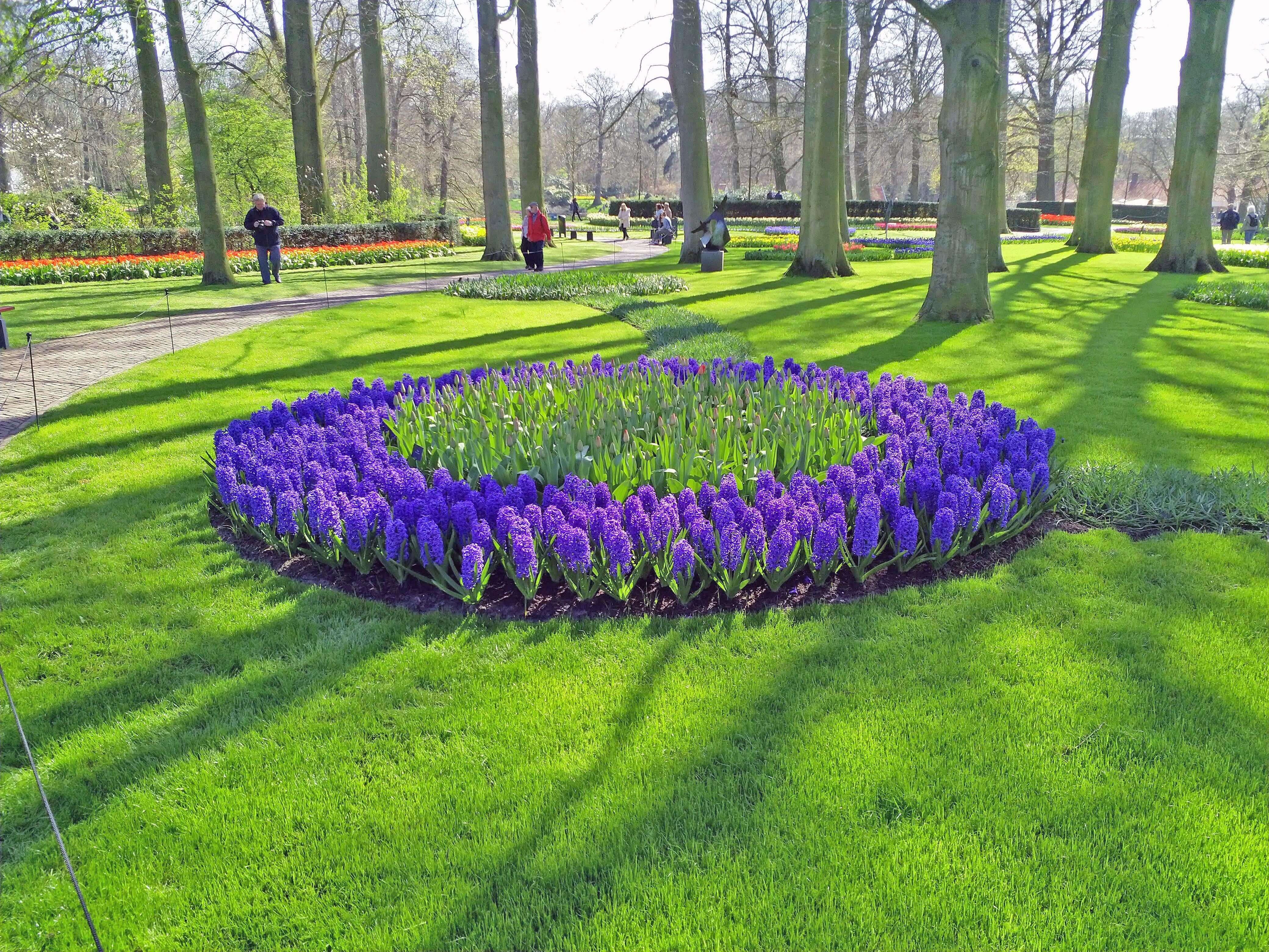 Structured Tulip Patch