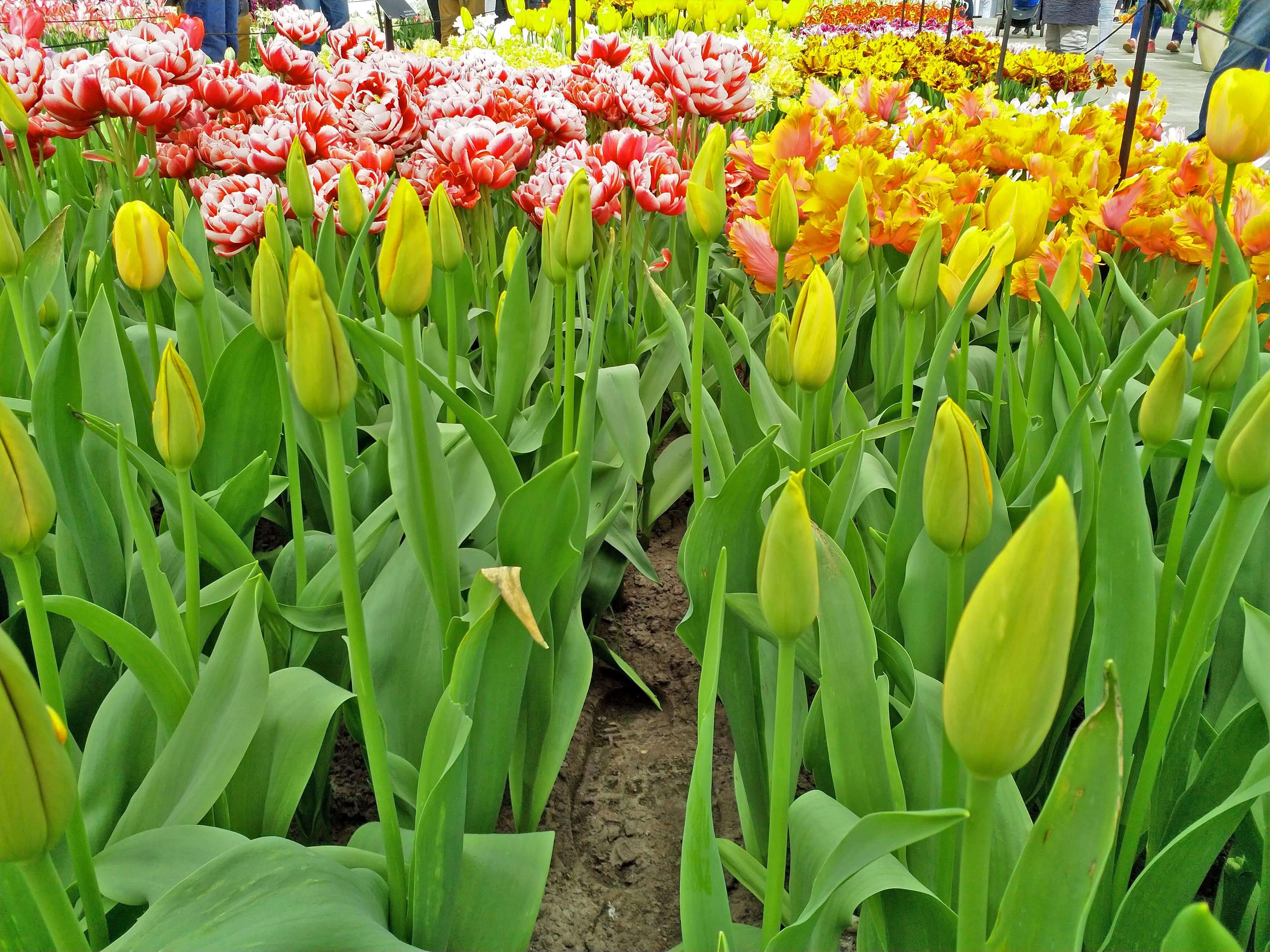 Flowering Tulips