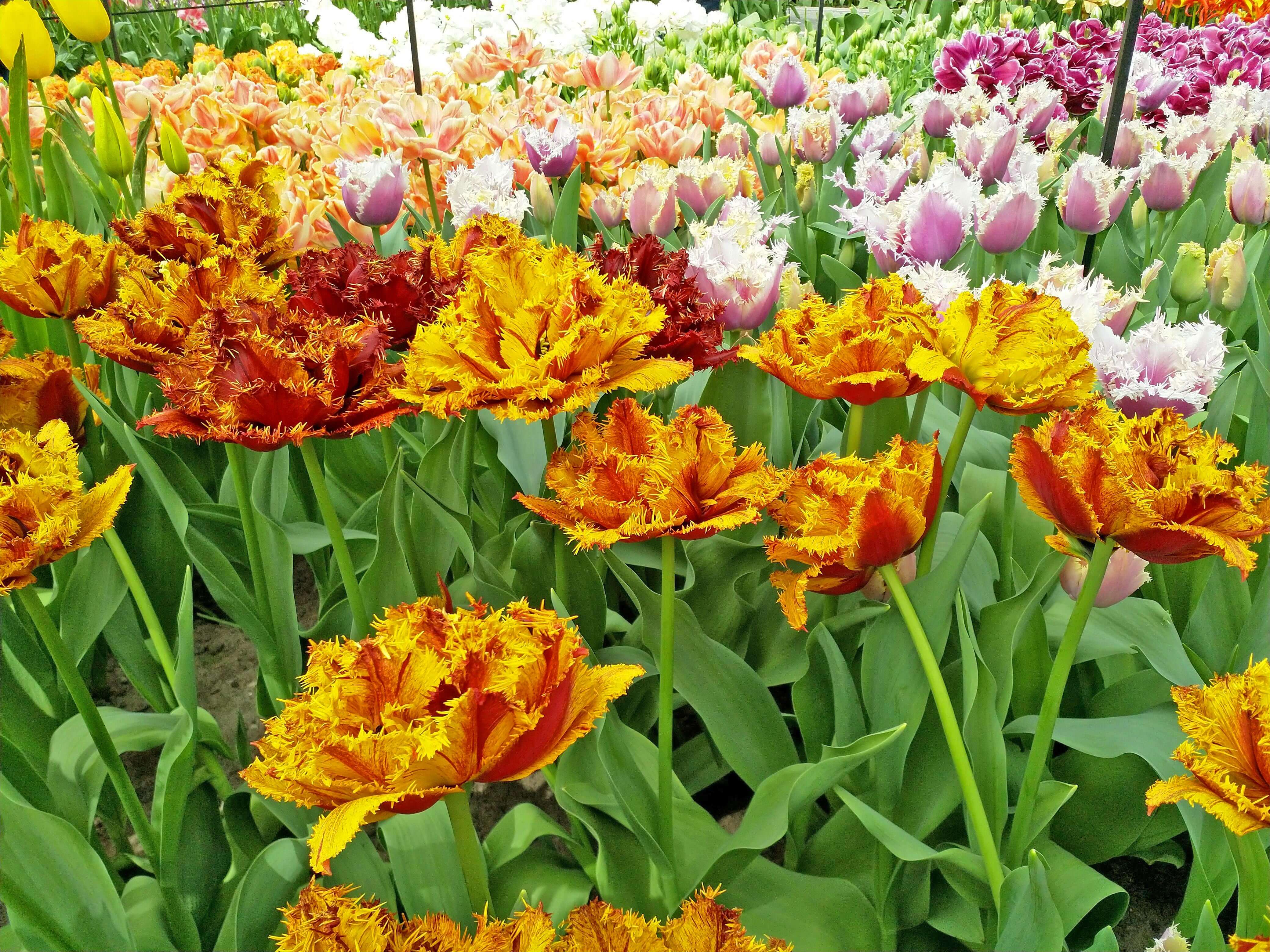 Fringed Tulips