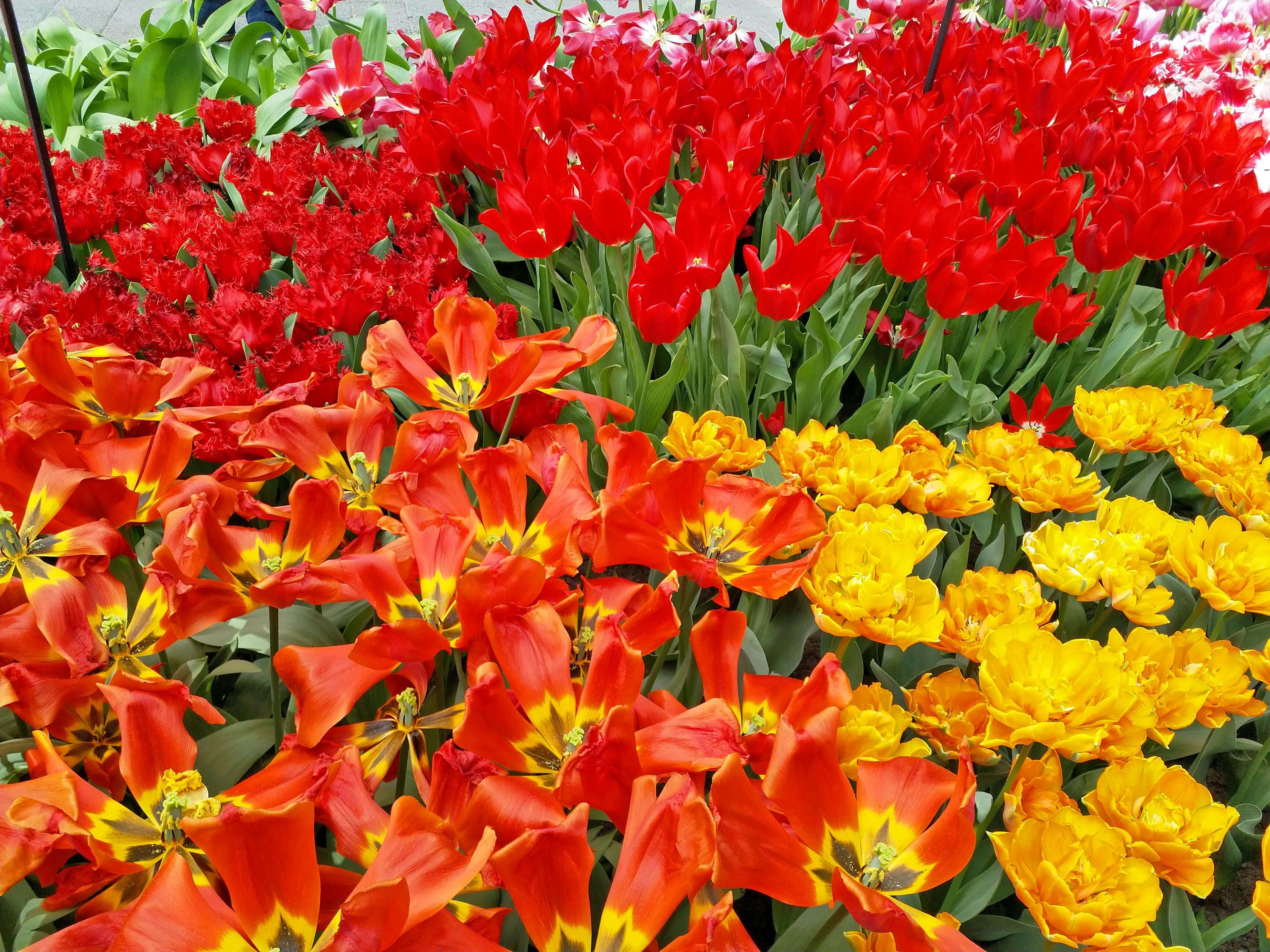 Colourful Tulips