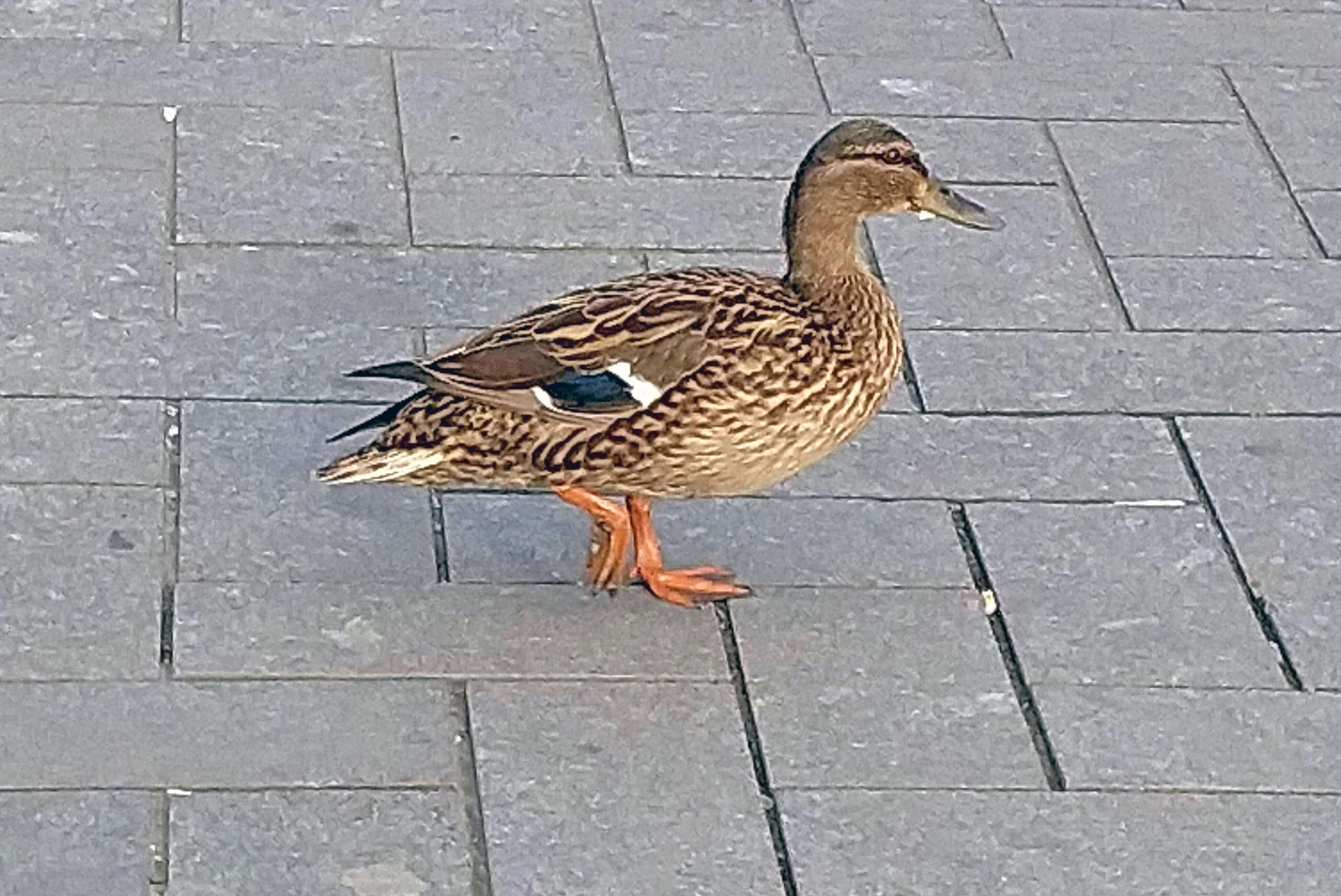City Duck
