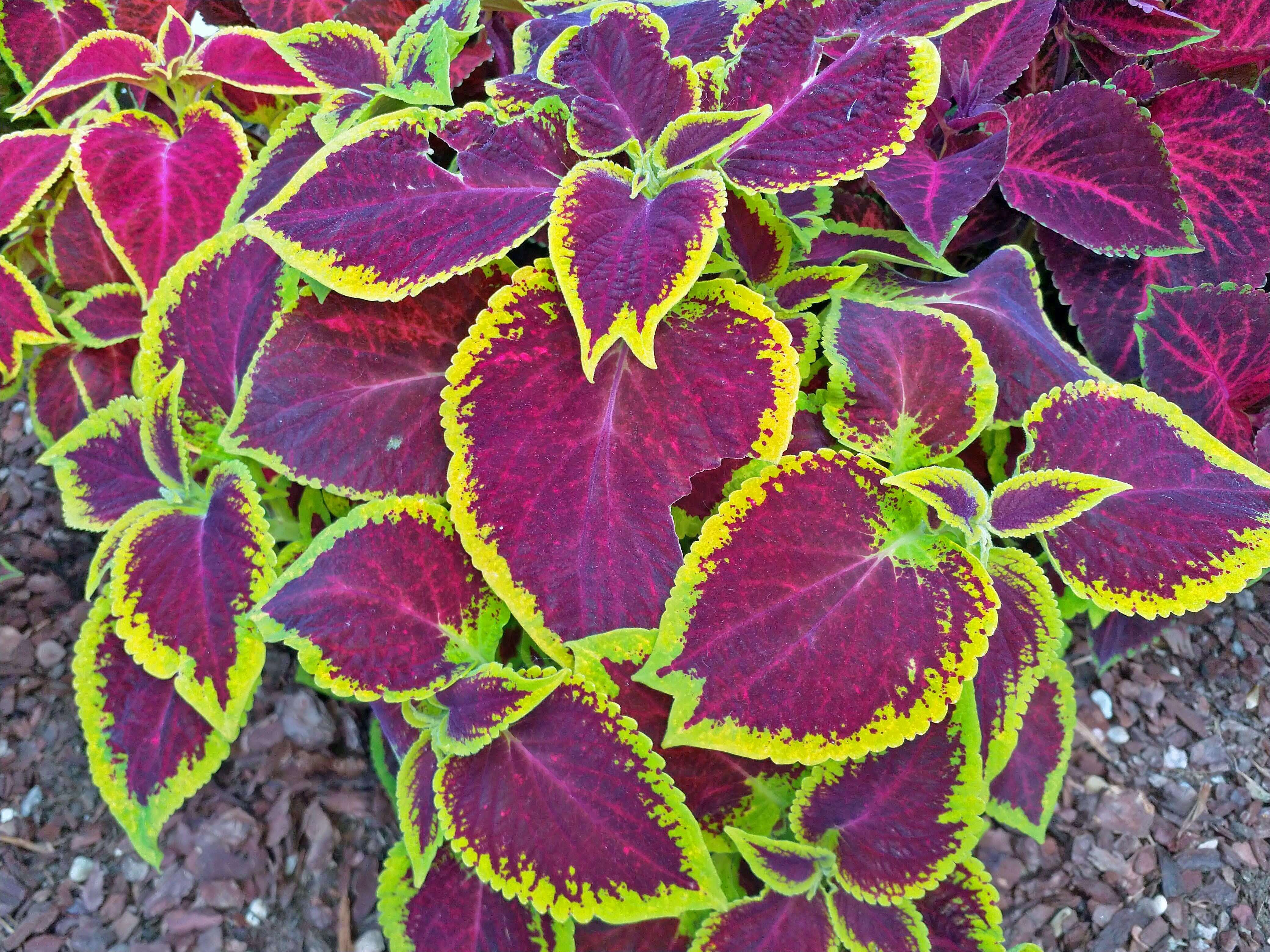 Coleus