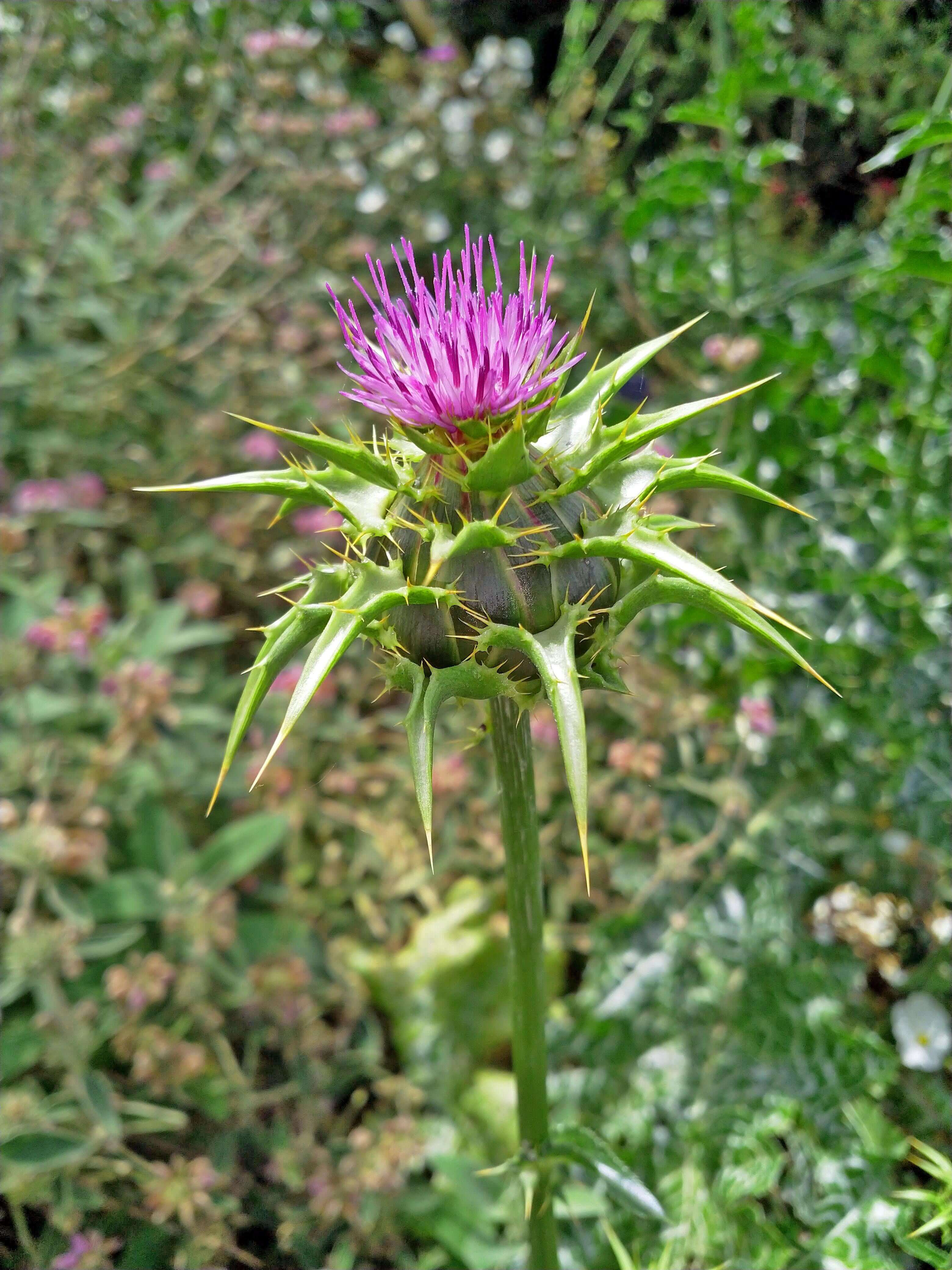 Centaurea Calcitrapa